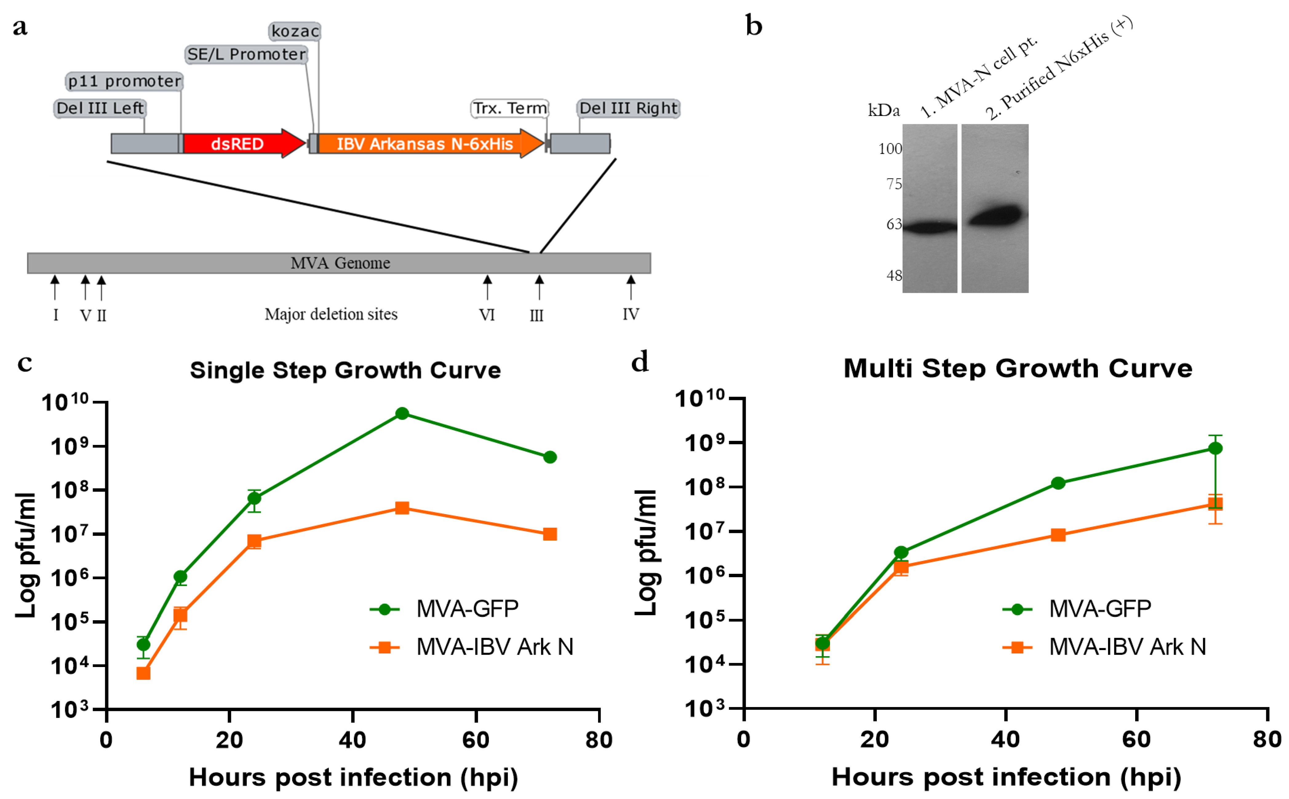 Vaccines 11 00302 g001