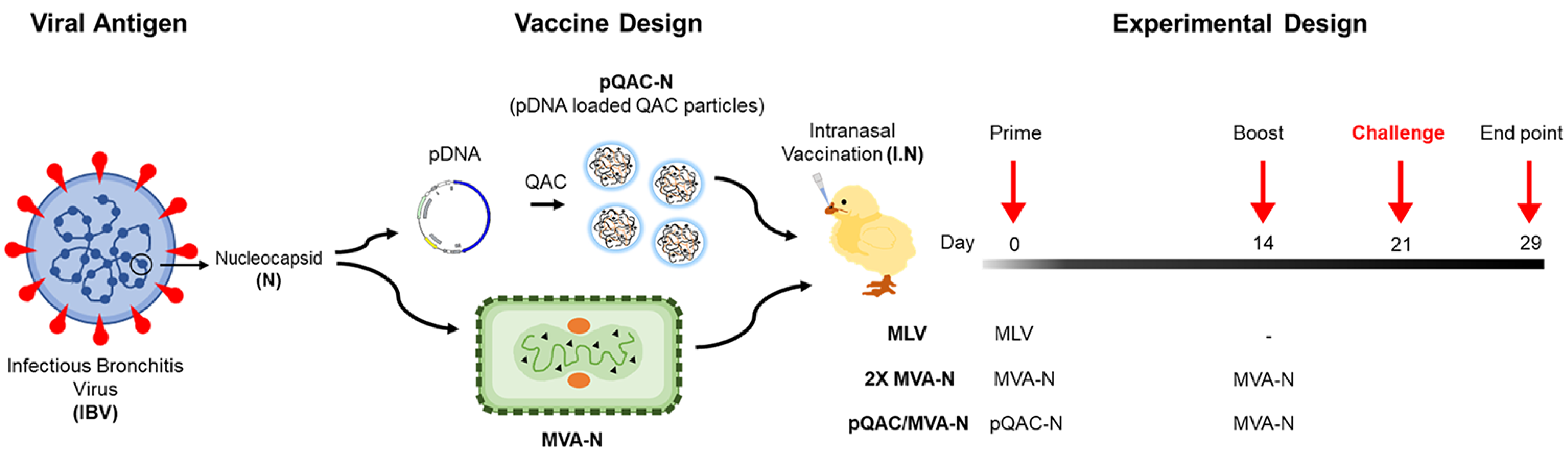 Vaccines 11 00302 g002