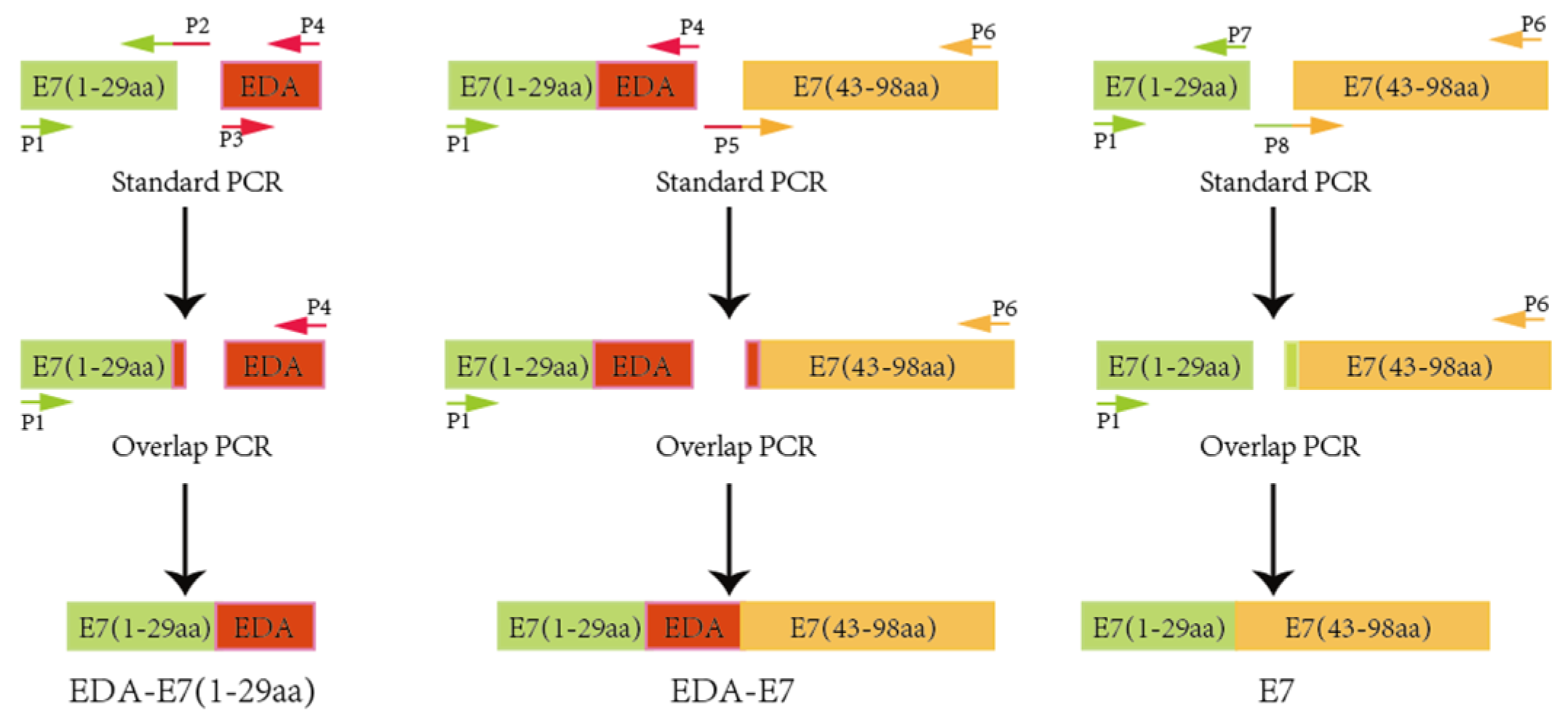 Vaccines 11 00320 g001