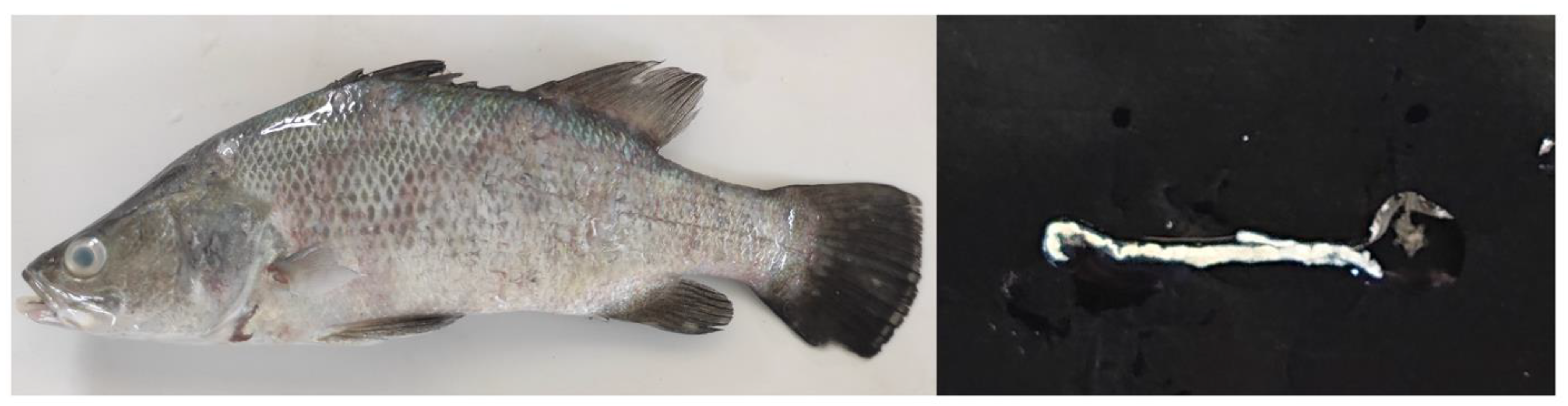 Vaccines 11 00351 g001