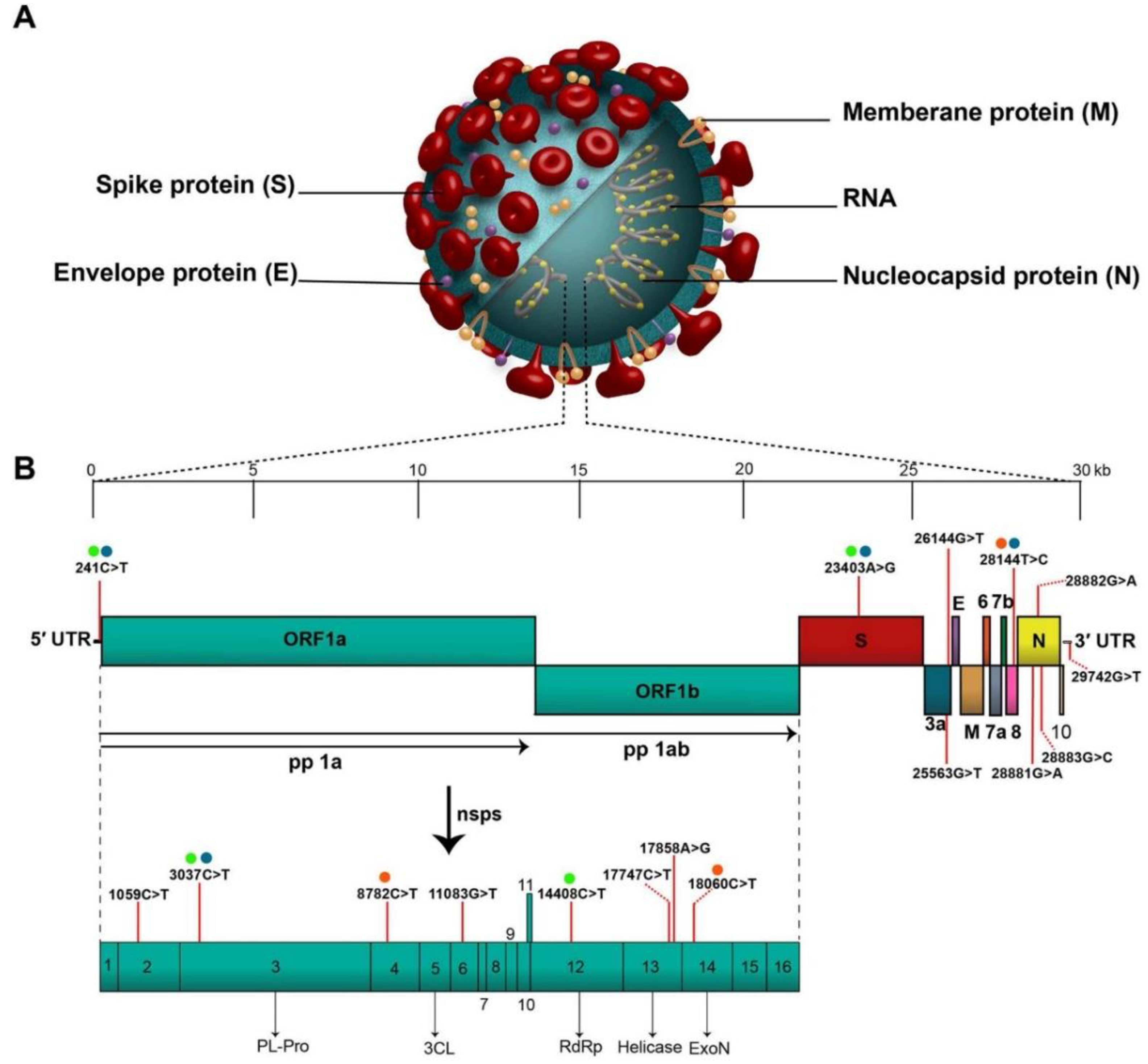 Vaccines 11 00432 g001