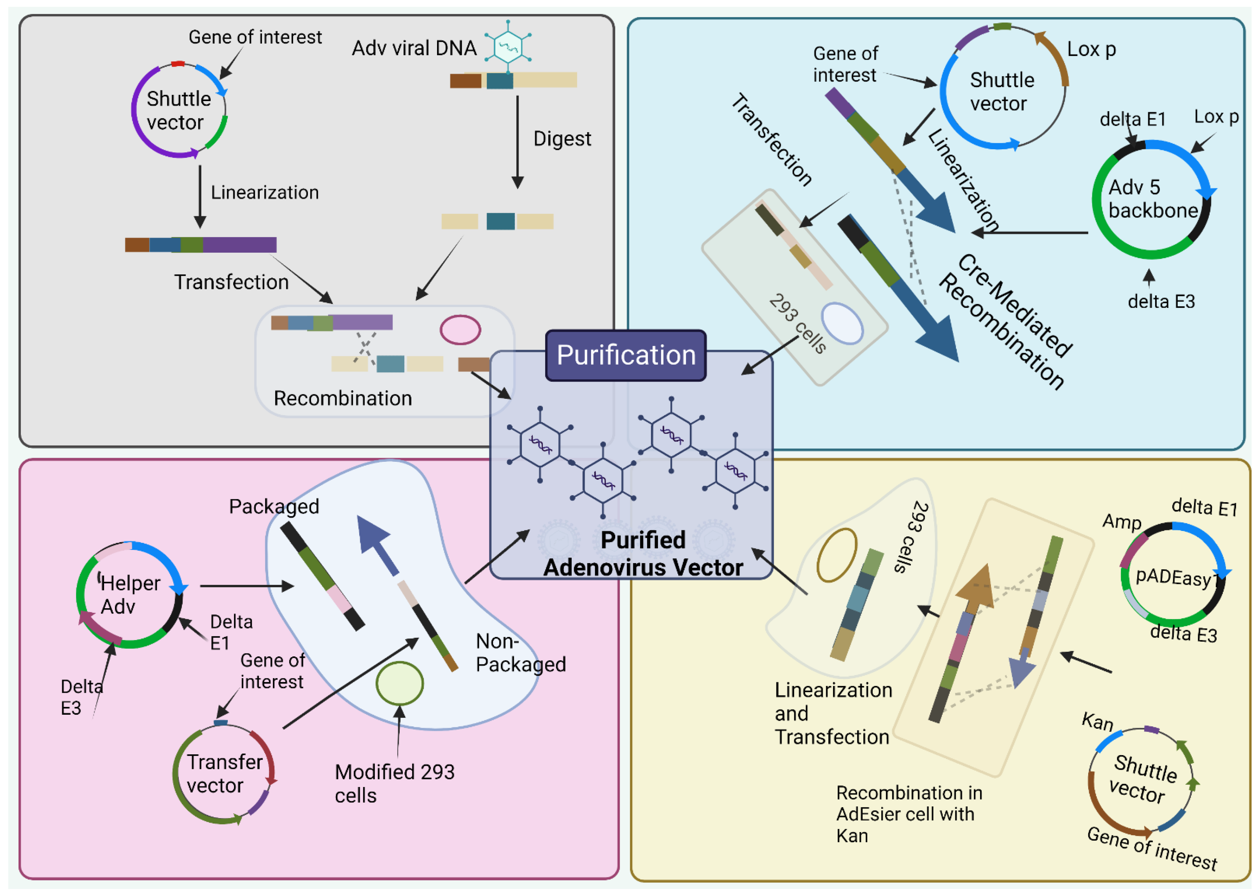 Vaccines 11 00432 g003