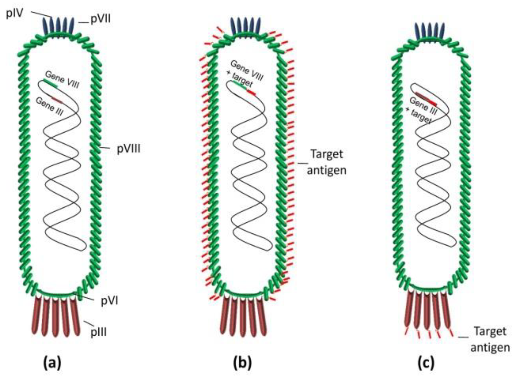 Vaccines 11 00436 g001