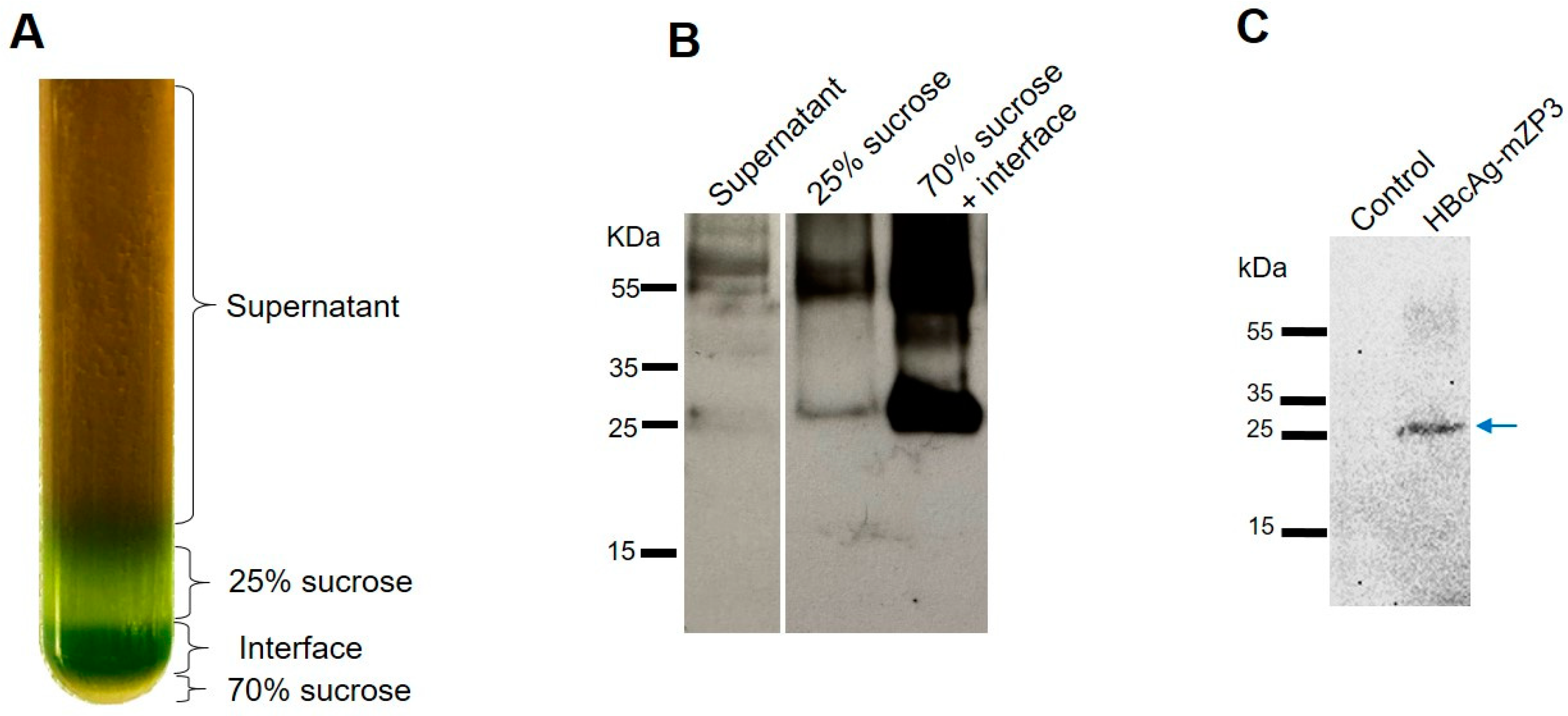 Vaccines 11 00462 g005