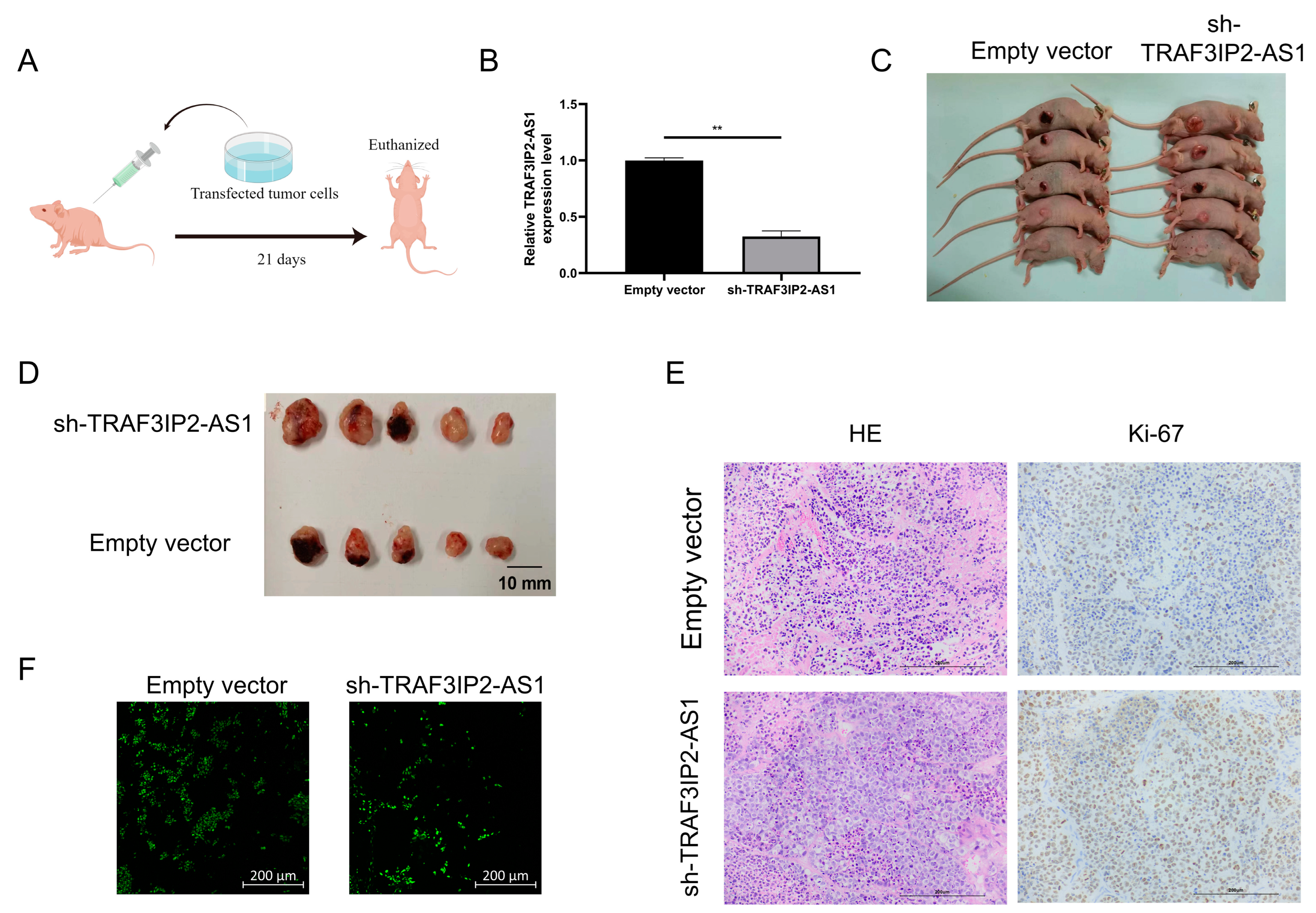 Vaccines 11 00499 g007