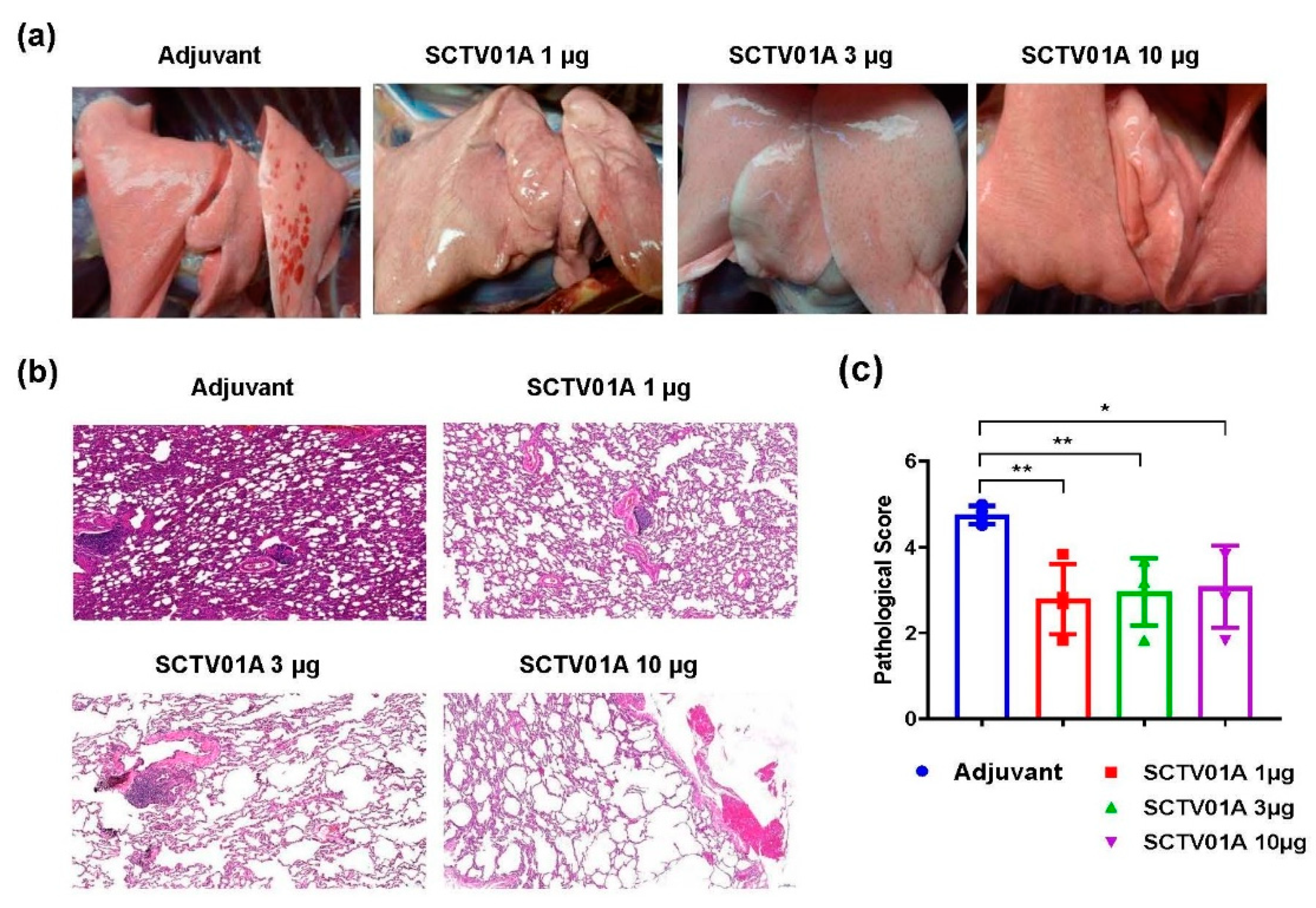Vaccines 11 00526 g004