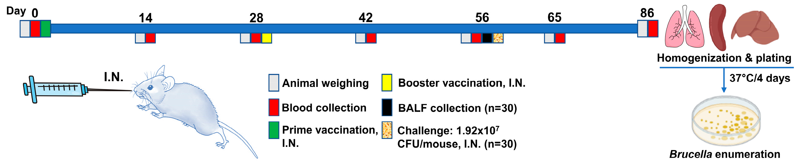 Vaccines 11 00546 g001