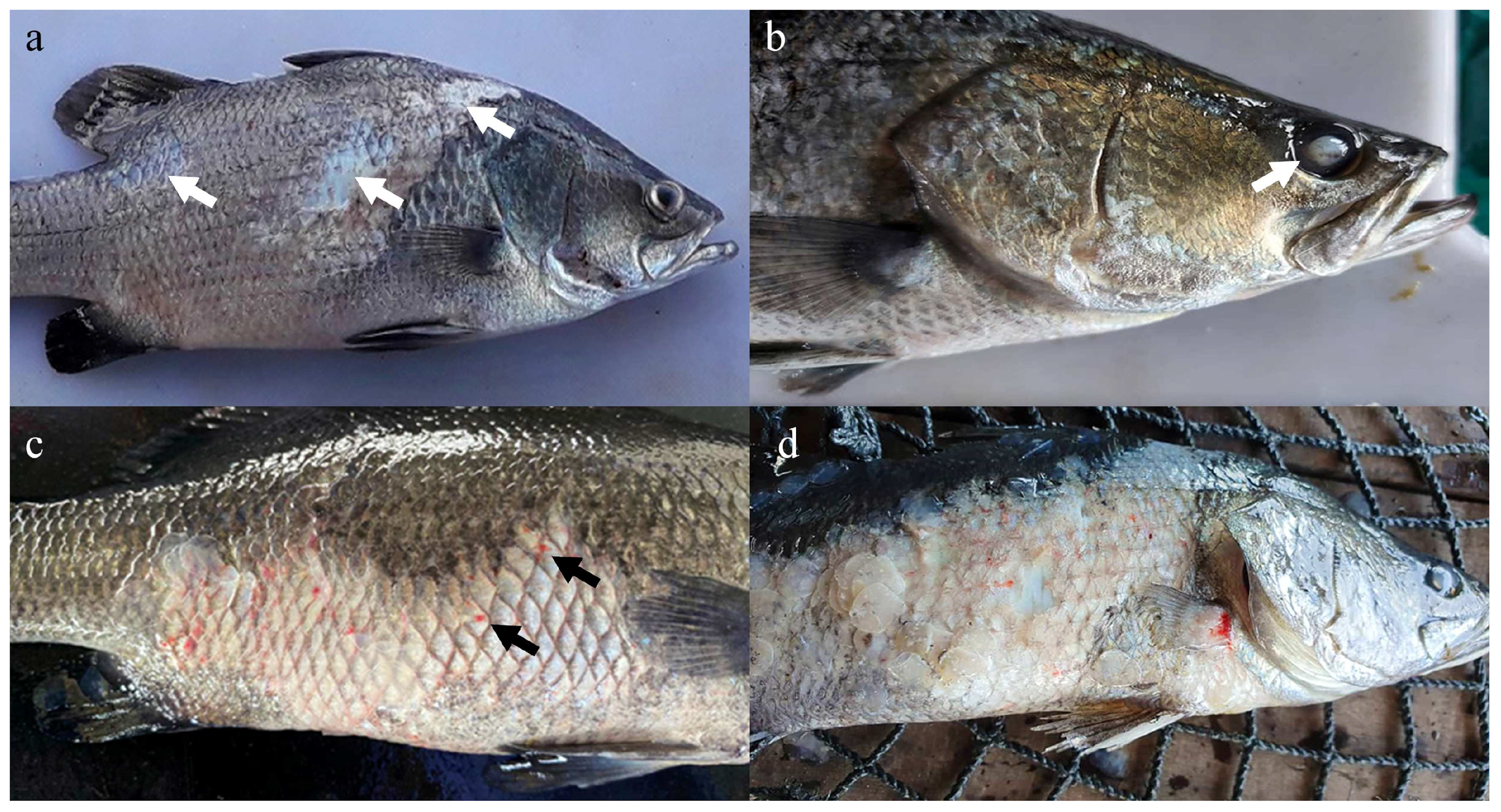 Vaccines 11 00602 g002