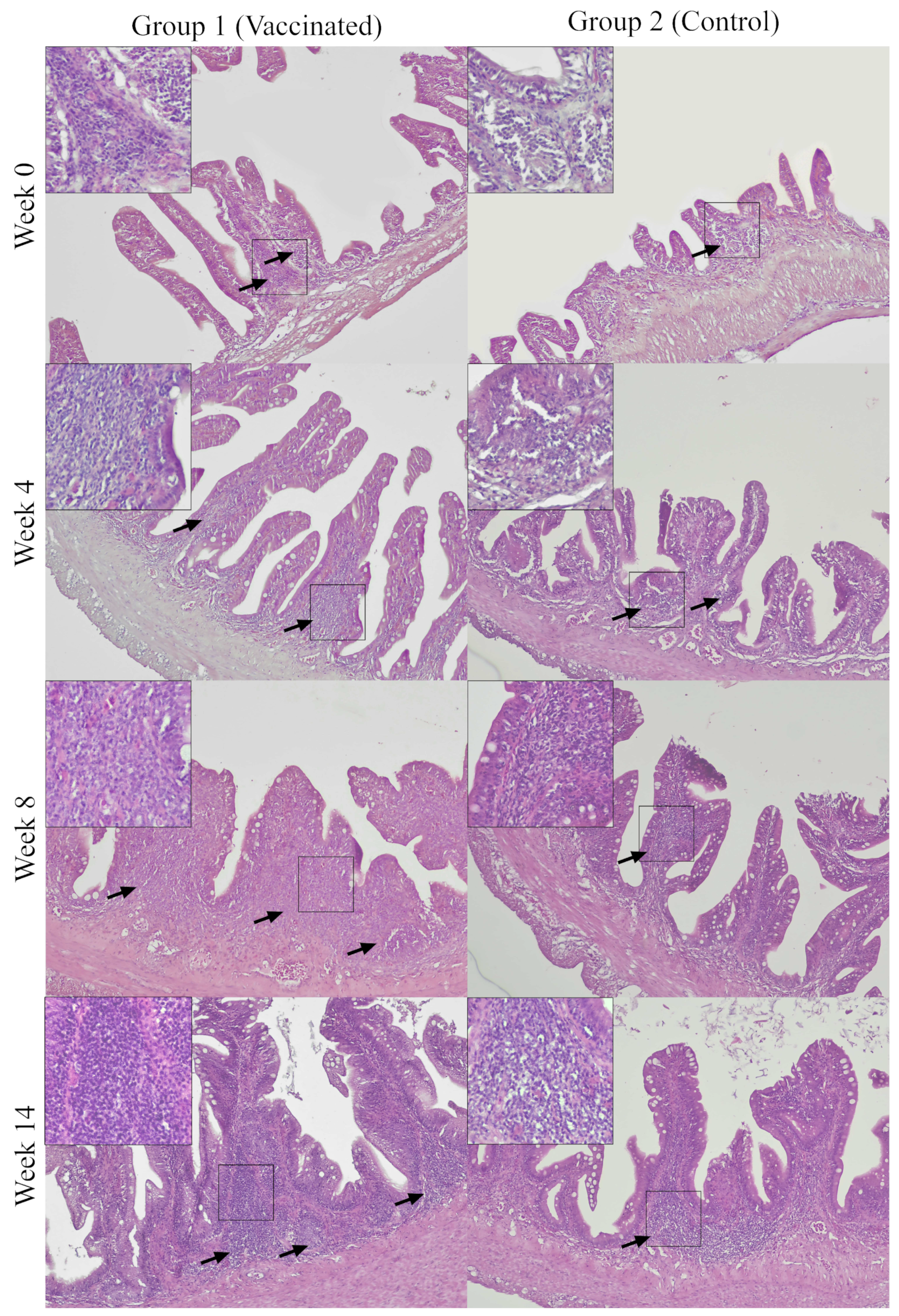 Vaccines 11 00602 g008