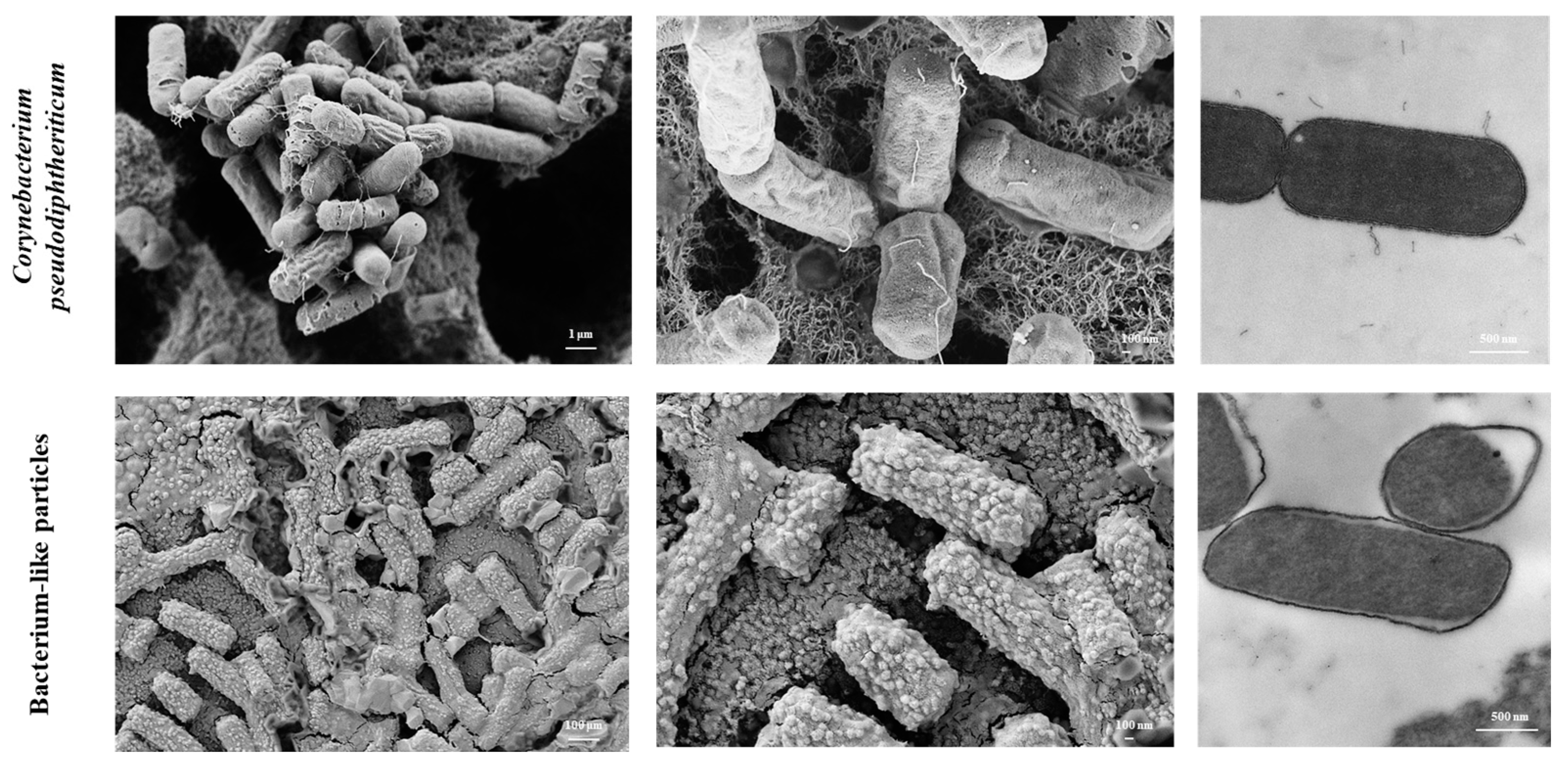 Vaccines 11 00611 g001