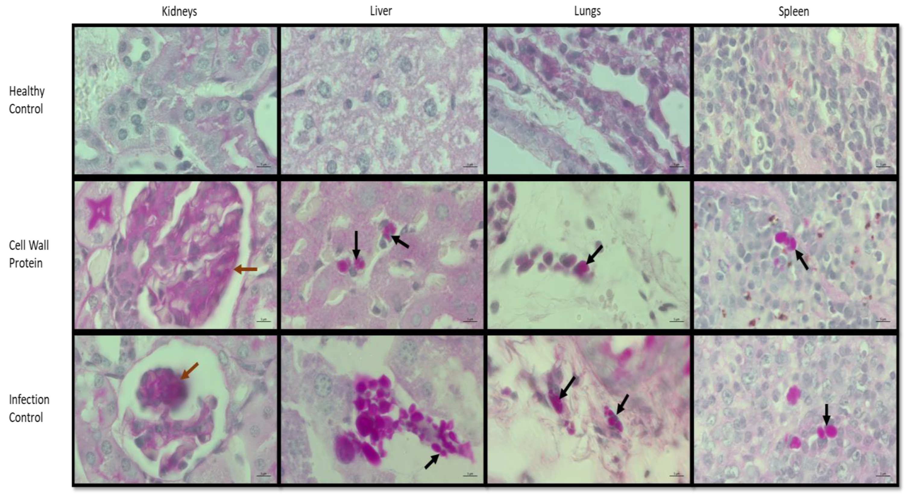 Vaccines 11 00674 g004