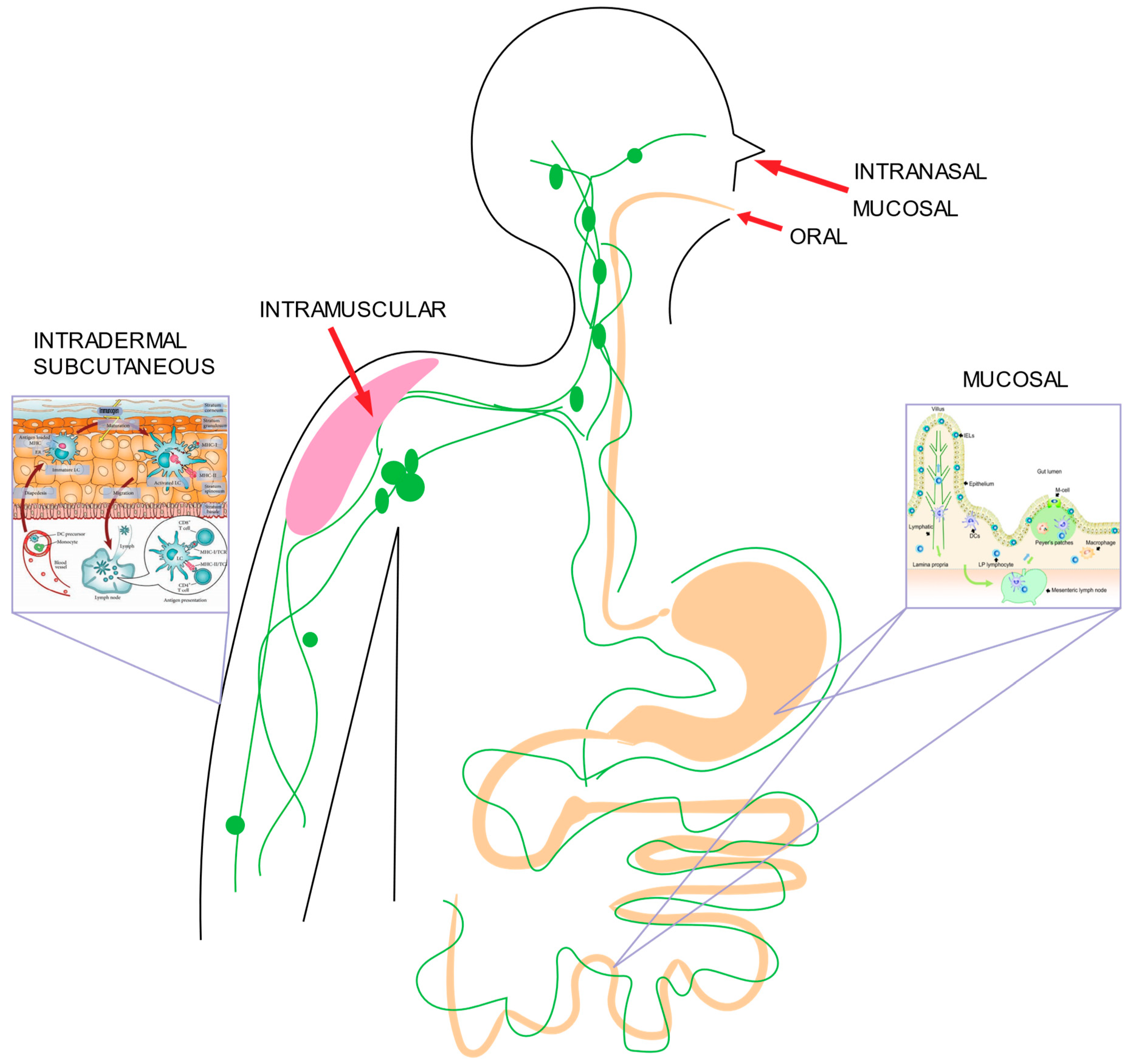 Vaccines 11 00695 g001