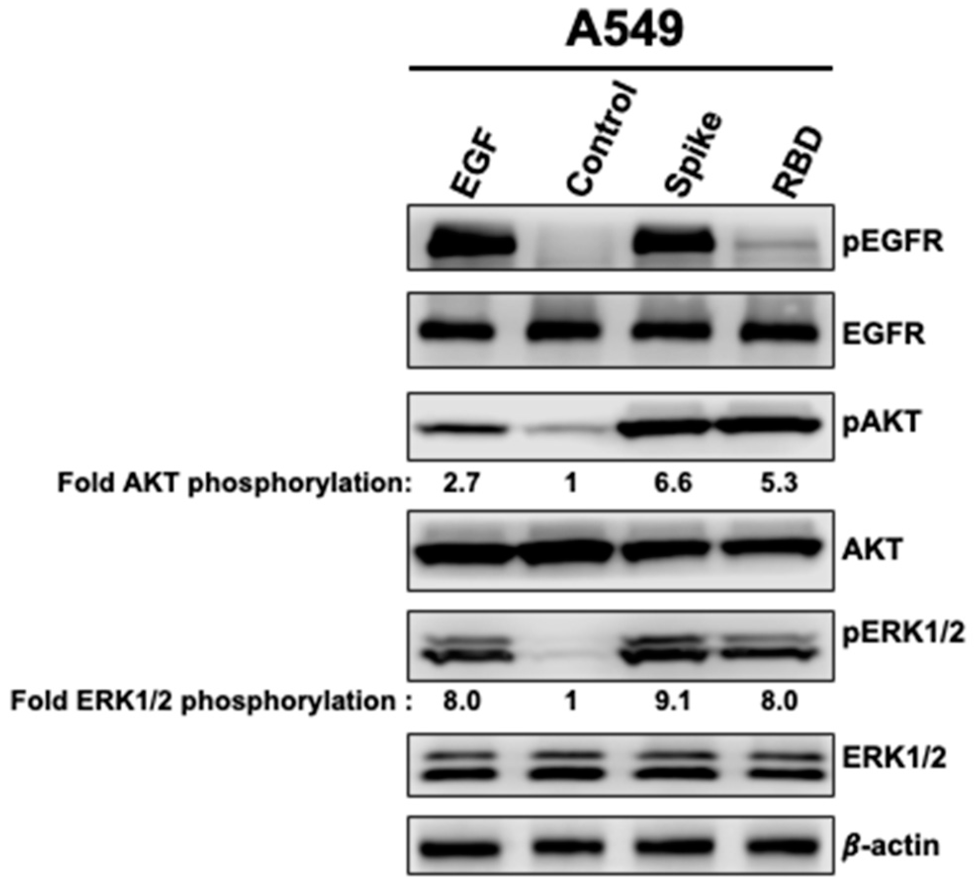 Vaccines 11 00768 g001 Vaccines 11 00768 g001
