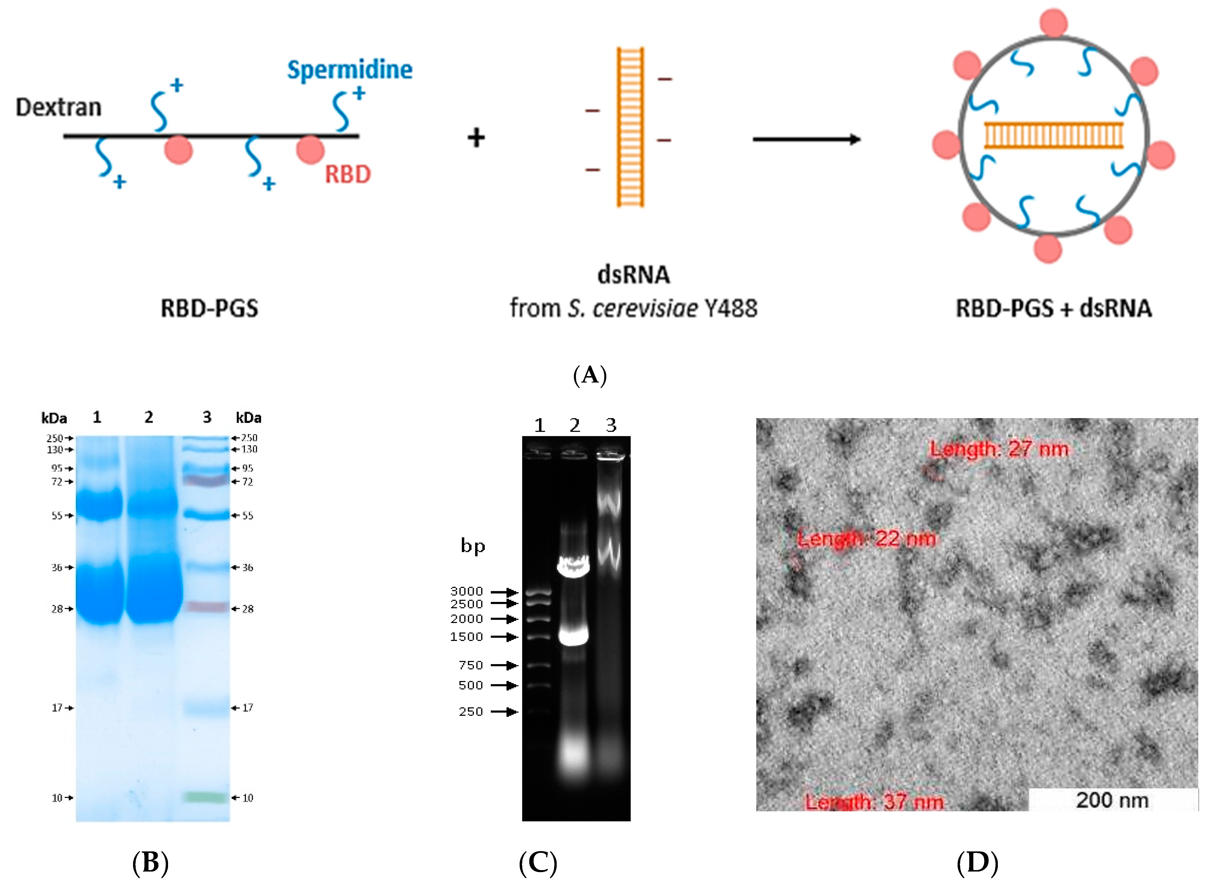 Vaccines 11 00808 g001