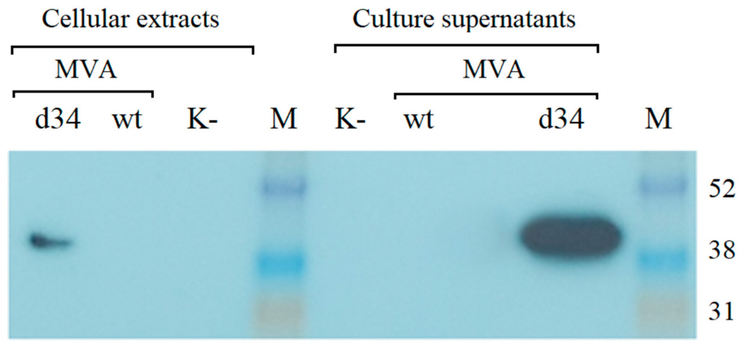 Vaccines 11 00831 g003 Vaccines 11 00831 g003