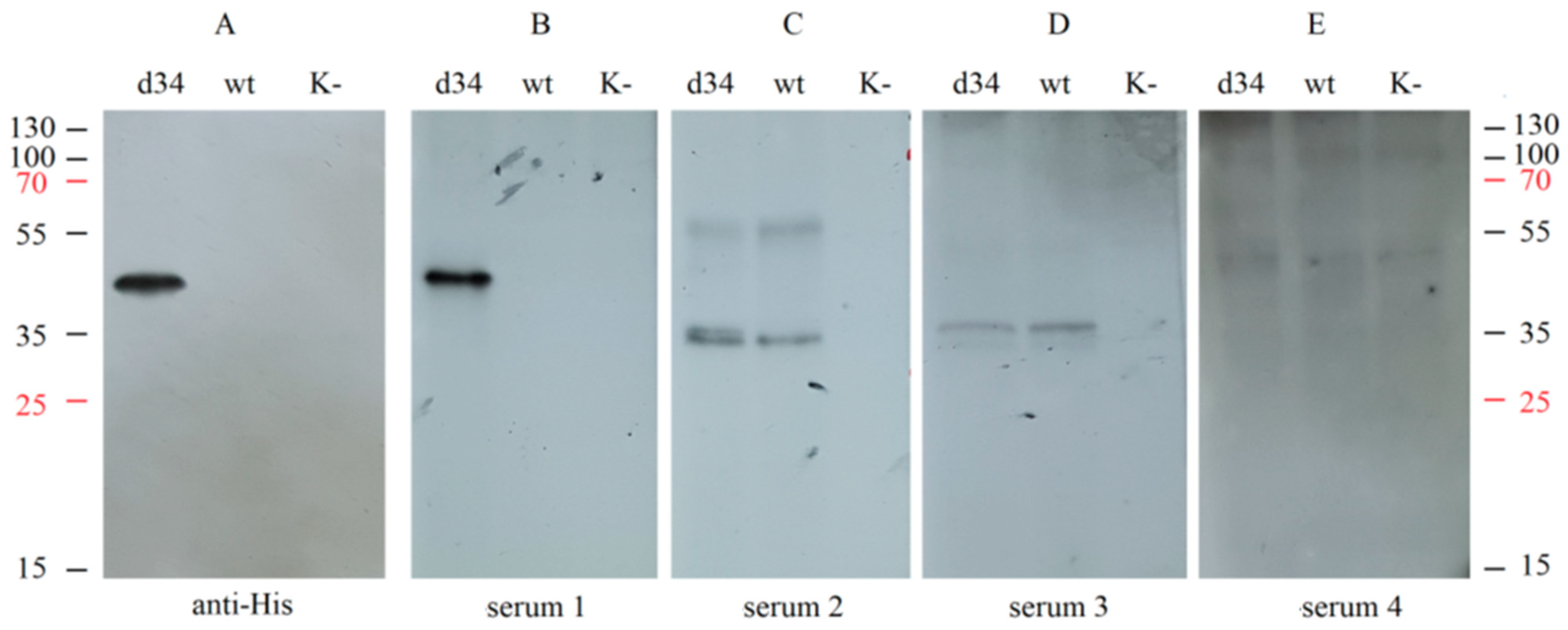 Vaccines 11 00831 g004 Vaccines 11 00831 g004