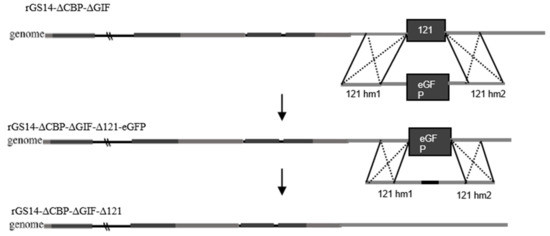 Vaccines 11 00909 g001
