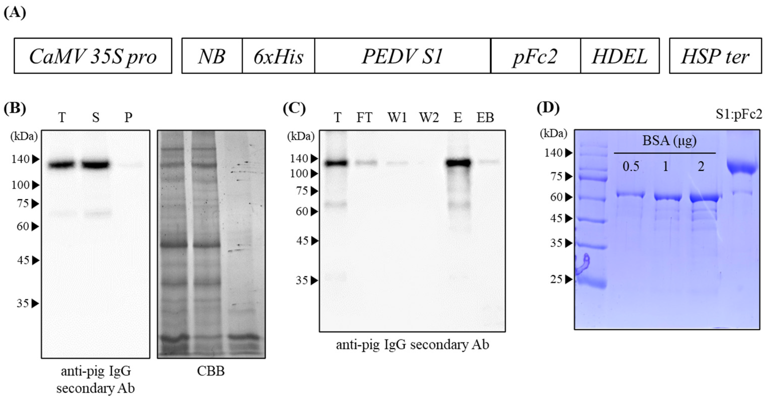 Vaccines 11 00965 g001 Vaccines 11 00965 g001