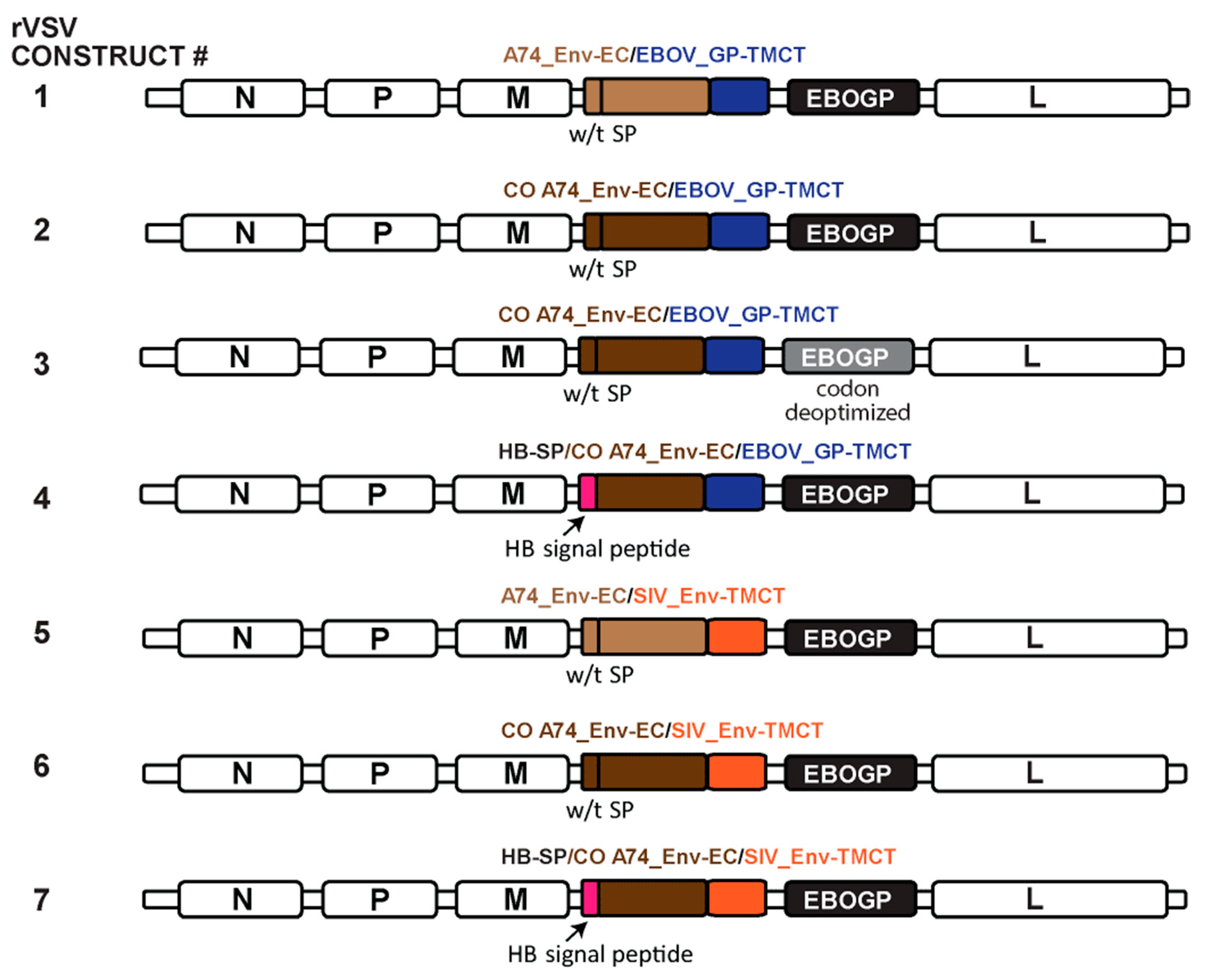 Vaccines 11 00977 g004