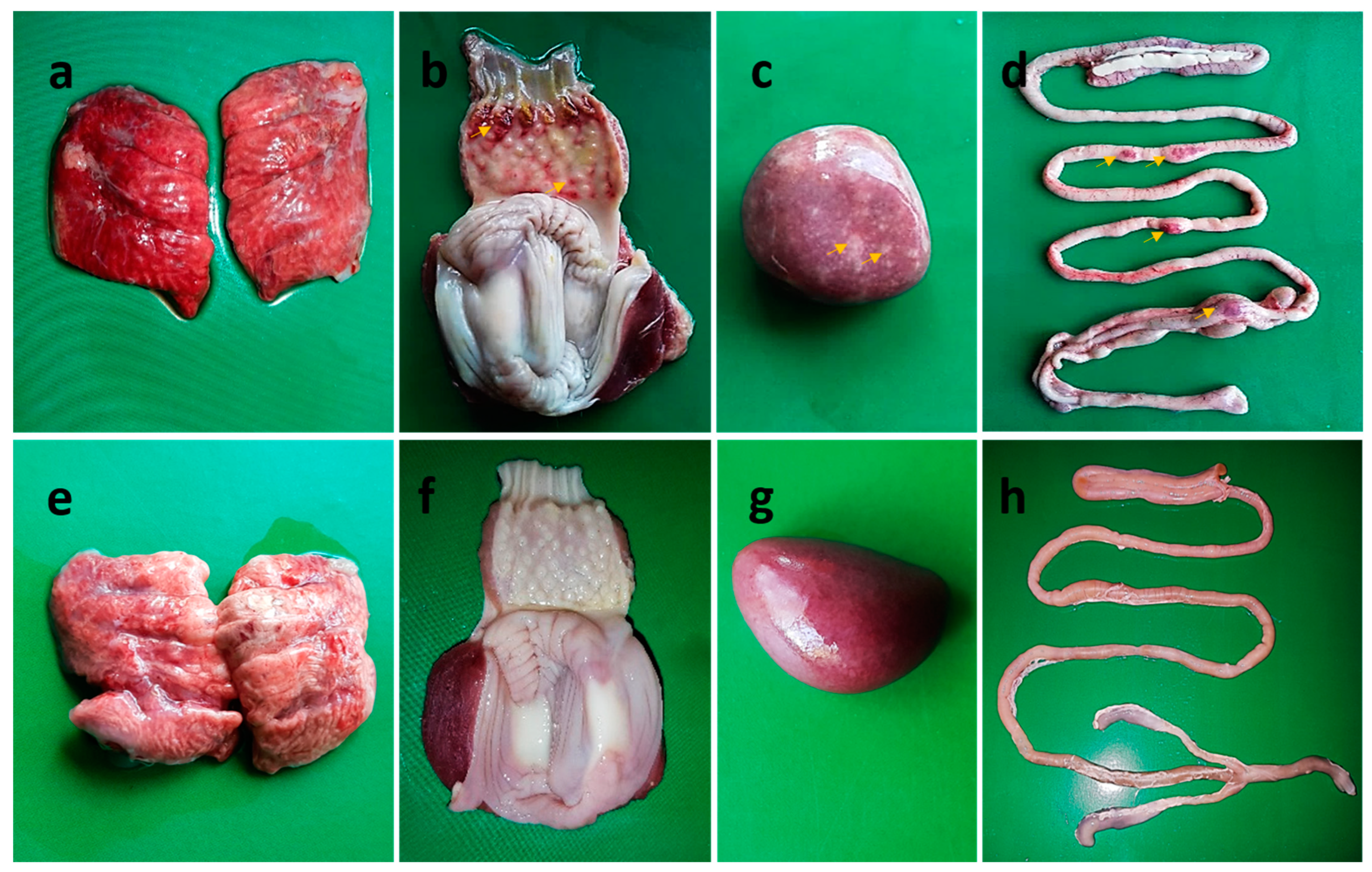 Vaccines 11 01005 g004