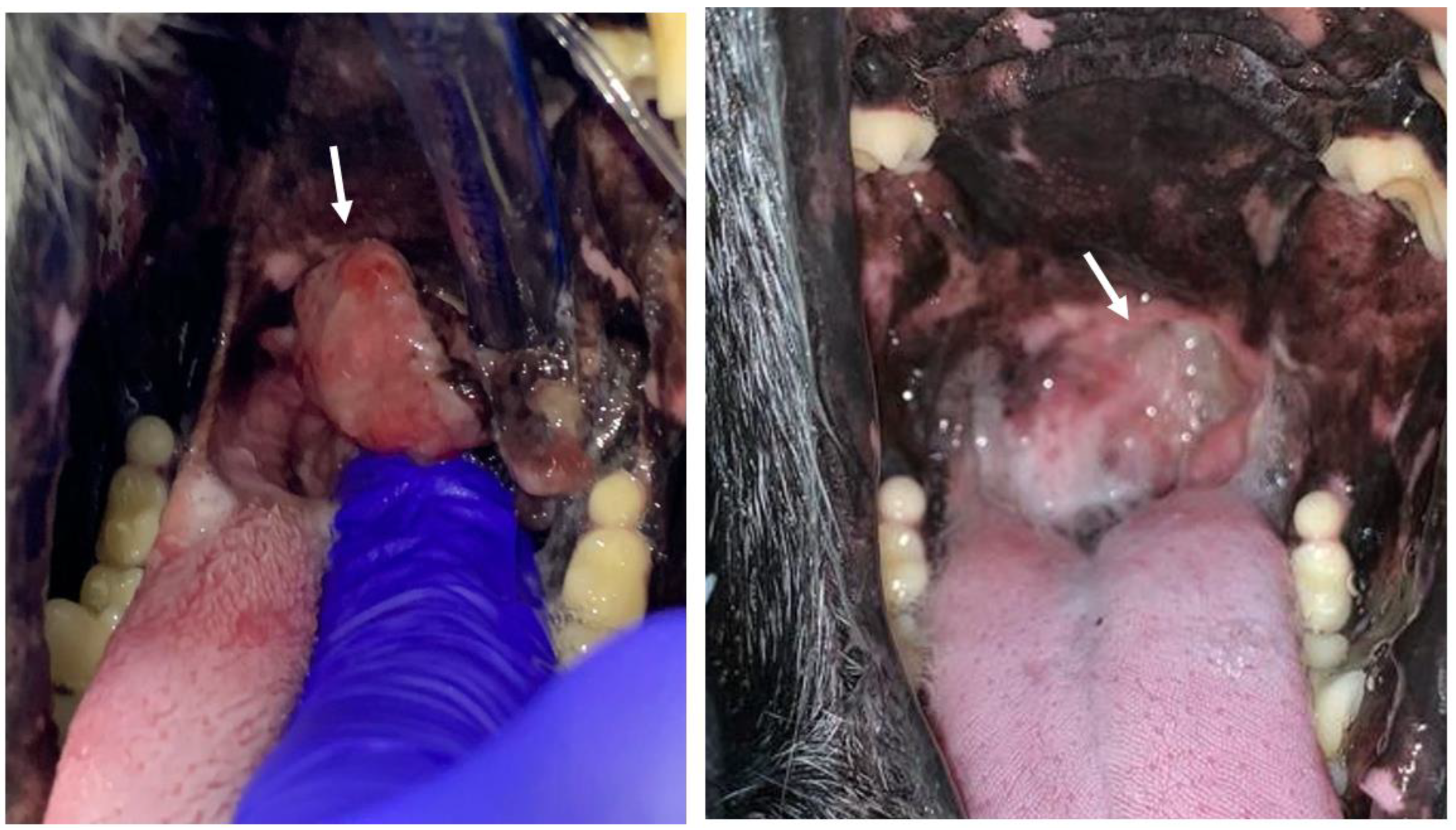 Vaccines 11 01033 g003