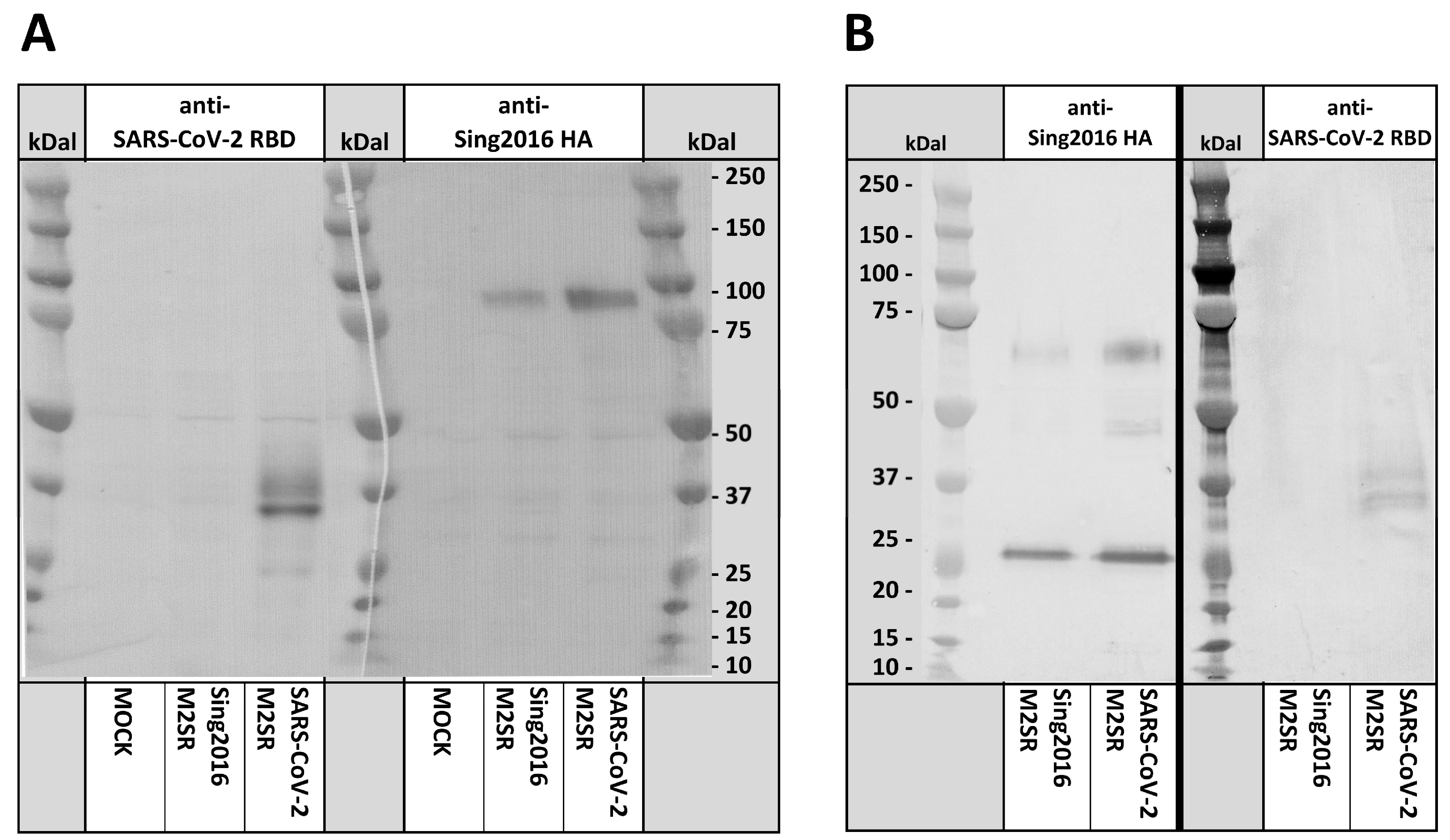 Vaccines 11 01063 g003
