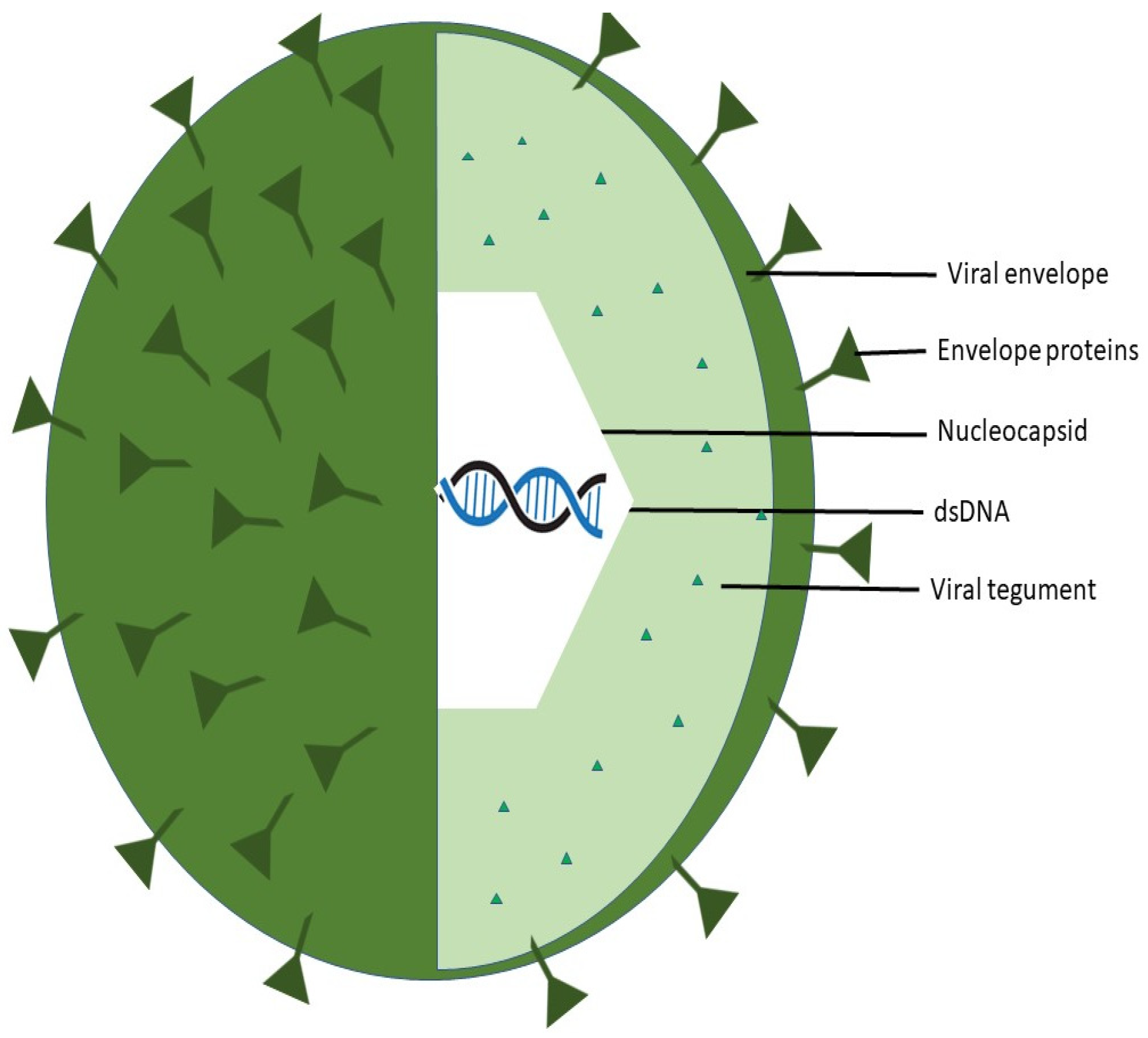 Vaccines 11 01094 g002 Vaccines 11 01094 g002
