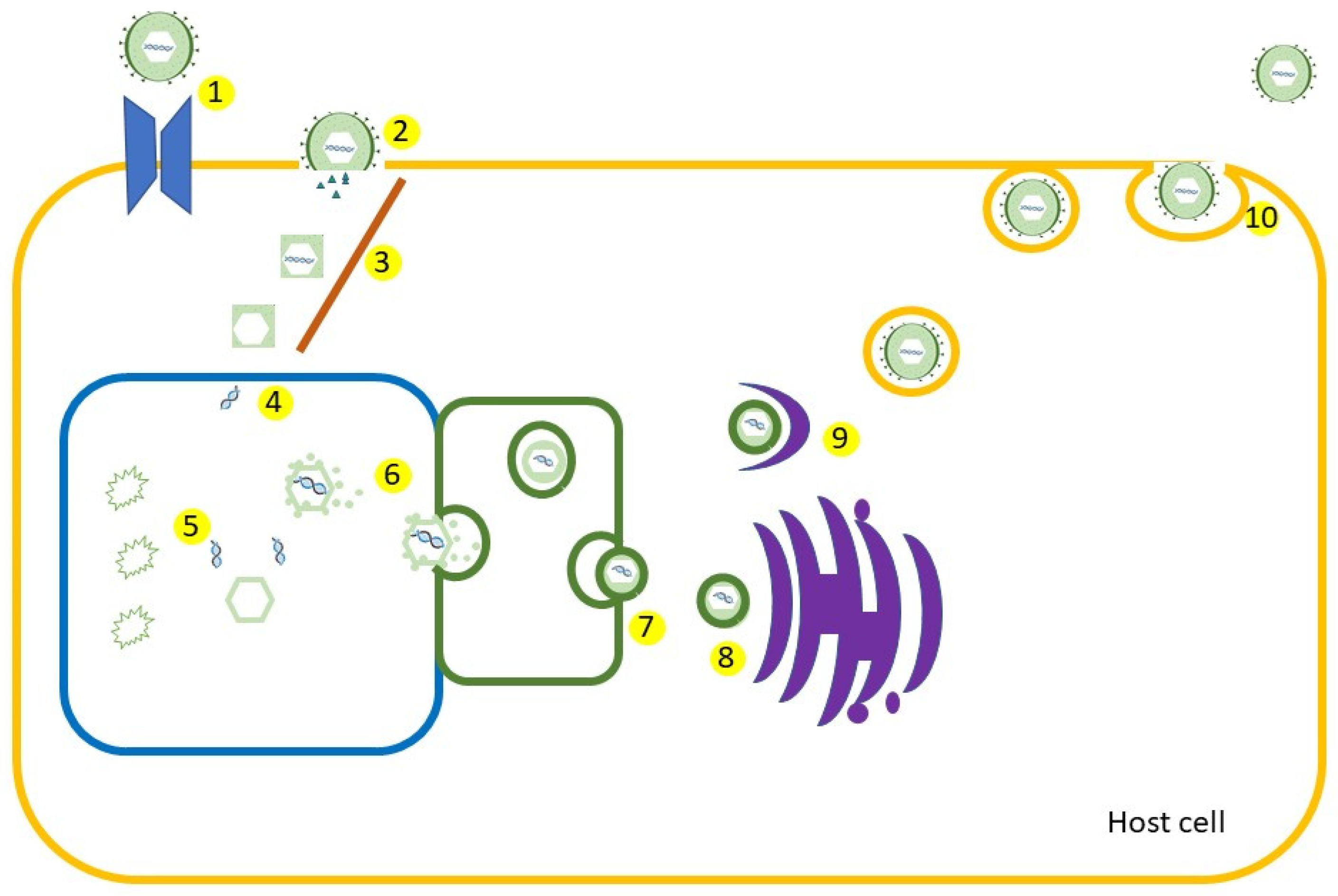Vaccines 11 01094 g003 Vaccines 11 01094 g003