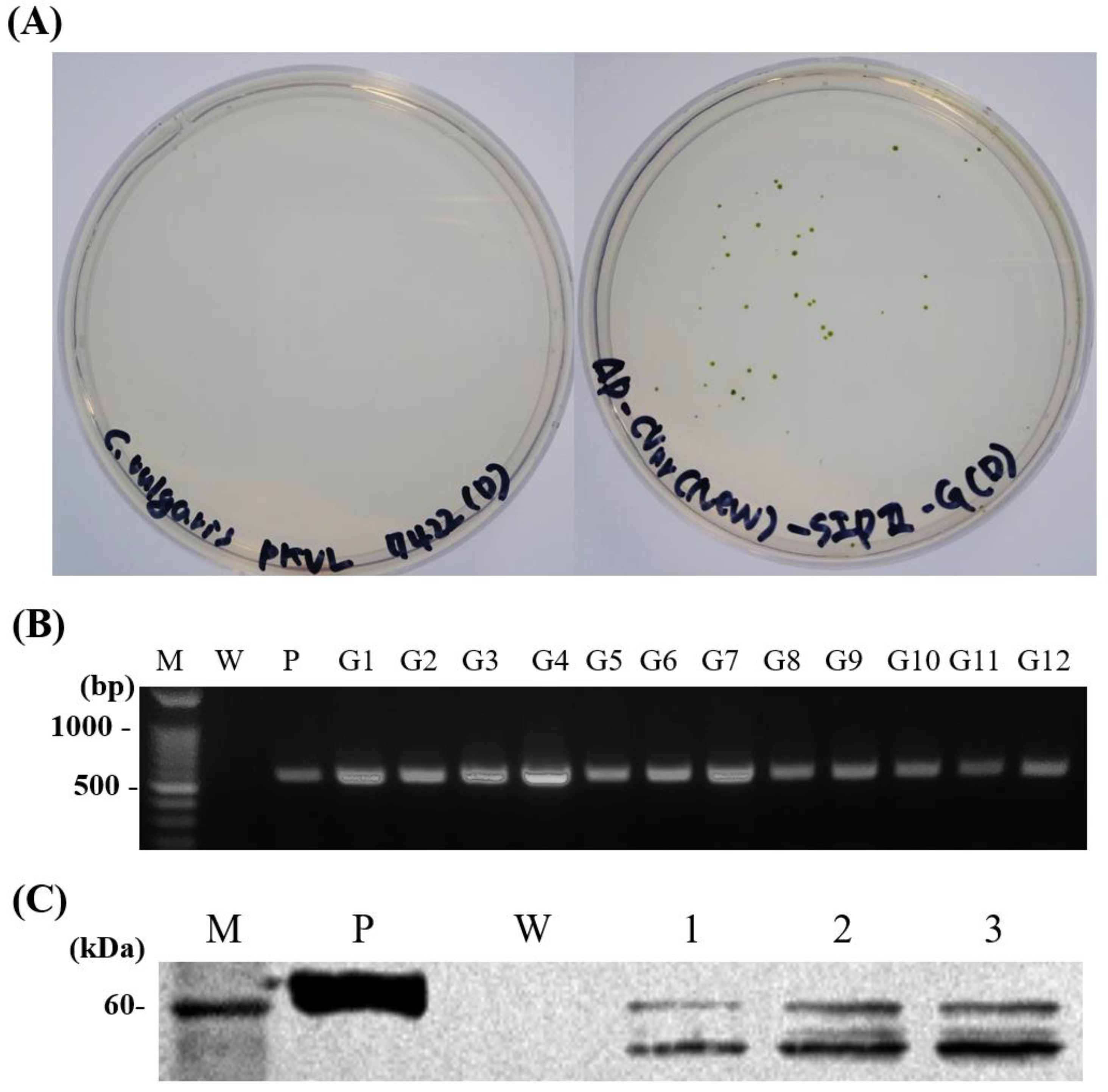 Vaccines 11 01205 g002