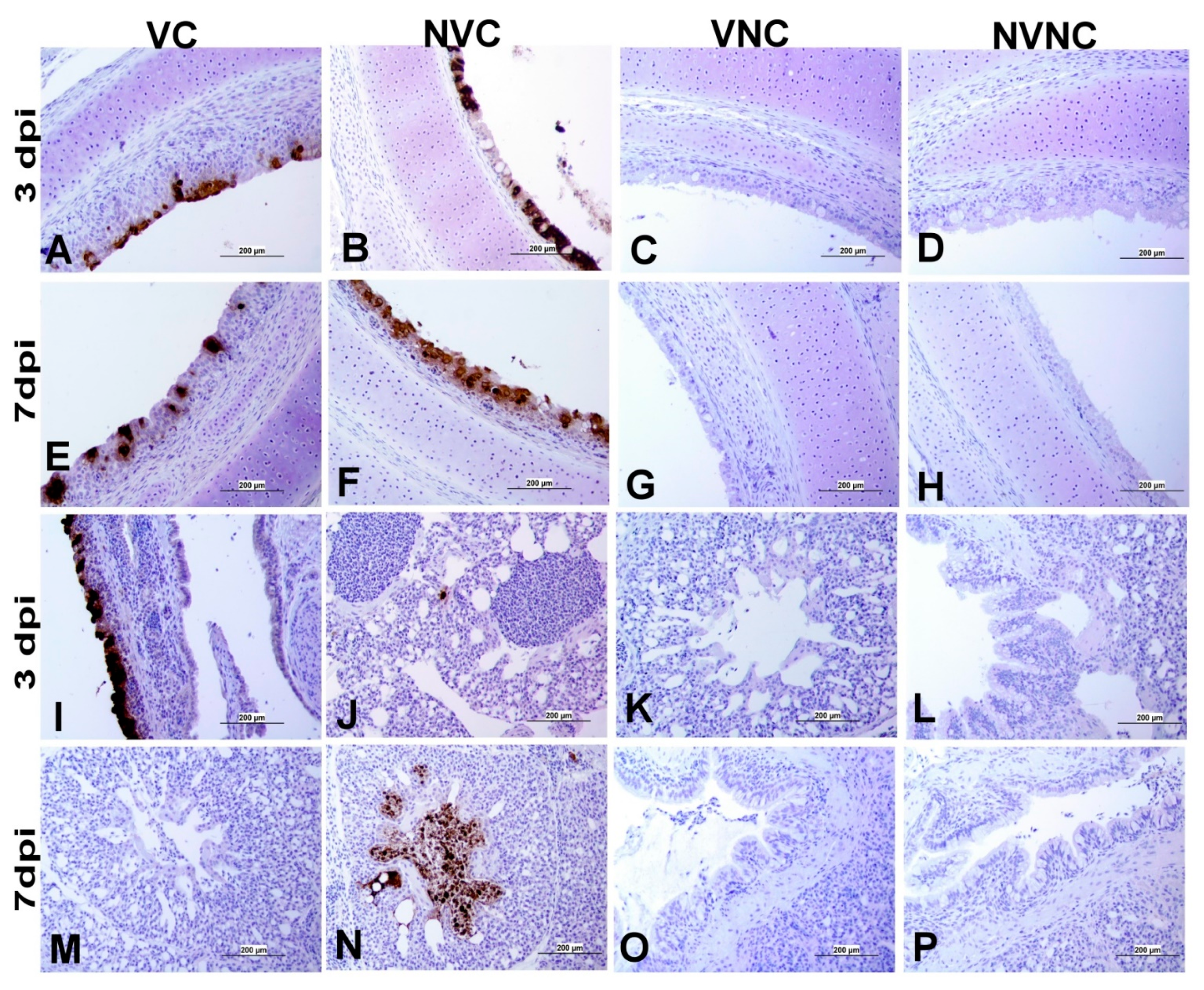 Vaccines 11 01216 g005