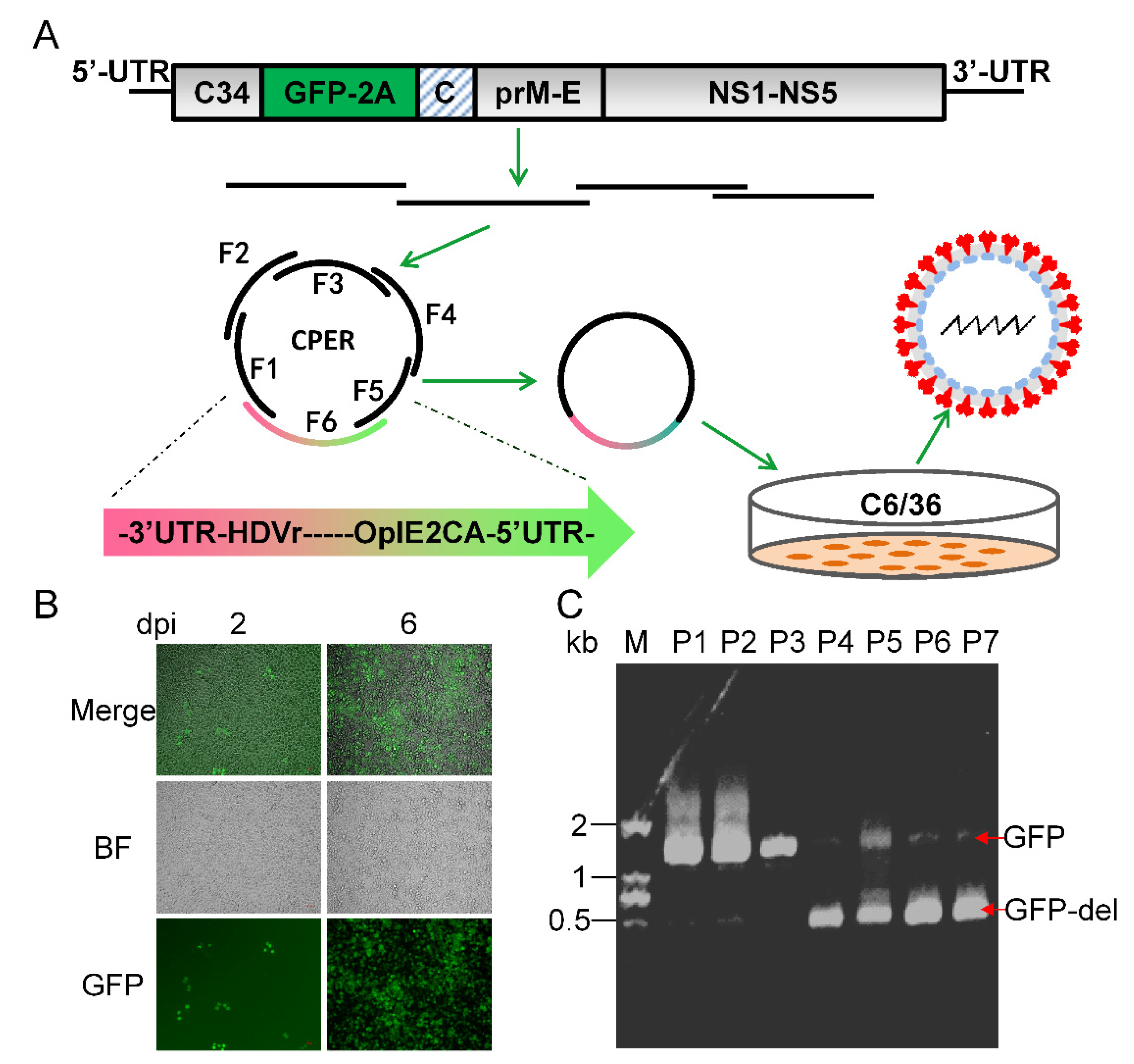 Vaccines 11 01250 g004