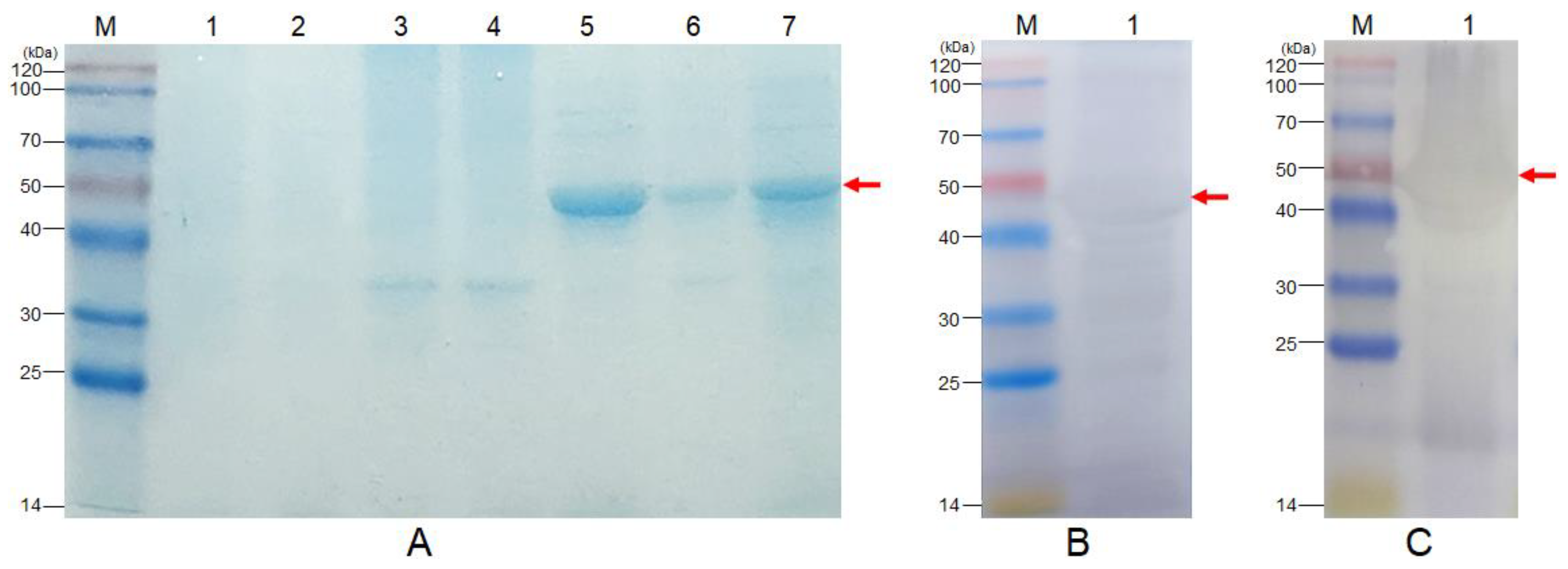 Vaccines 11 01262 g004
