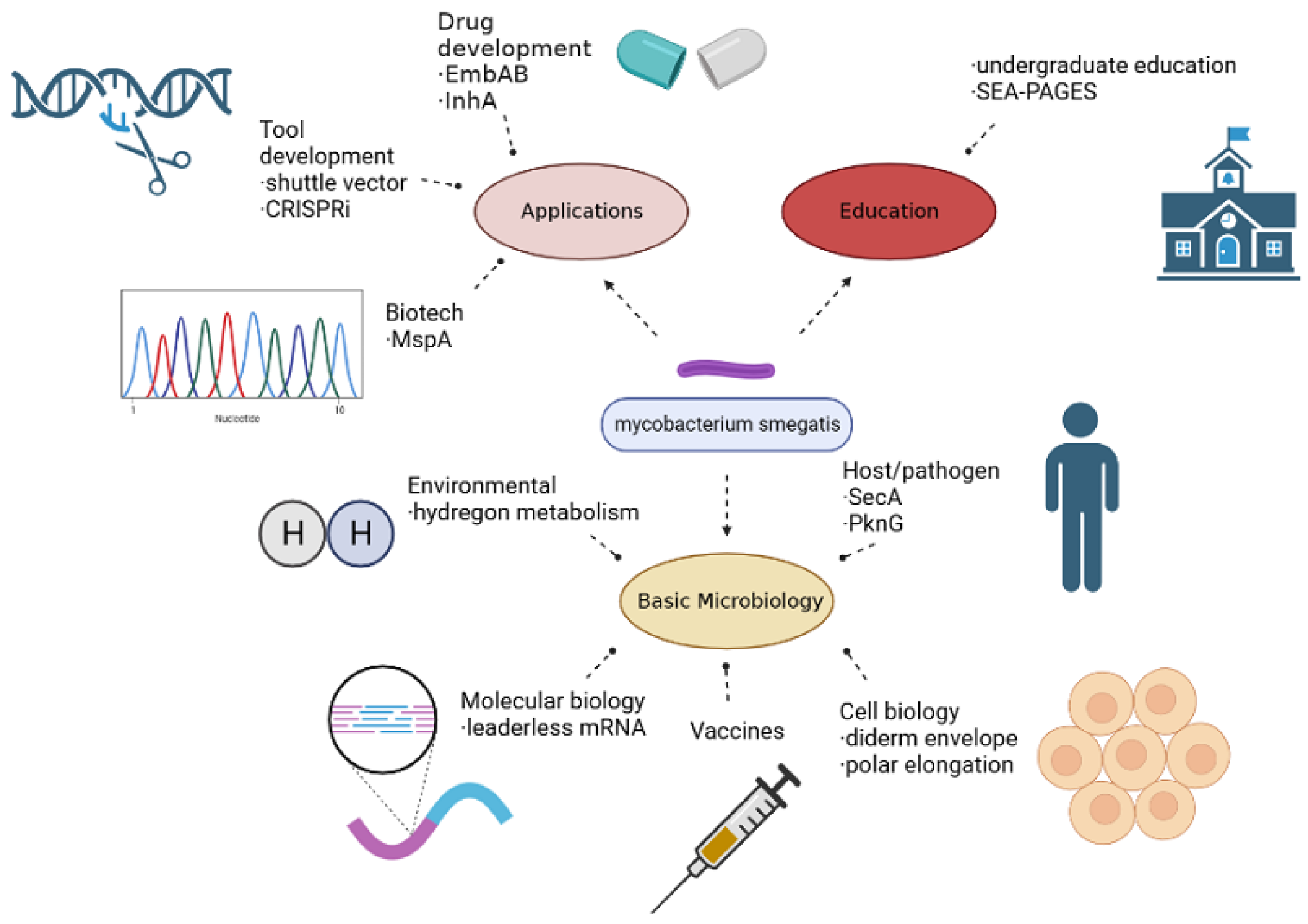 Vaccines 11 01302 g001 Vaccines 11 01302 g001
