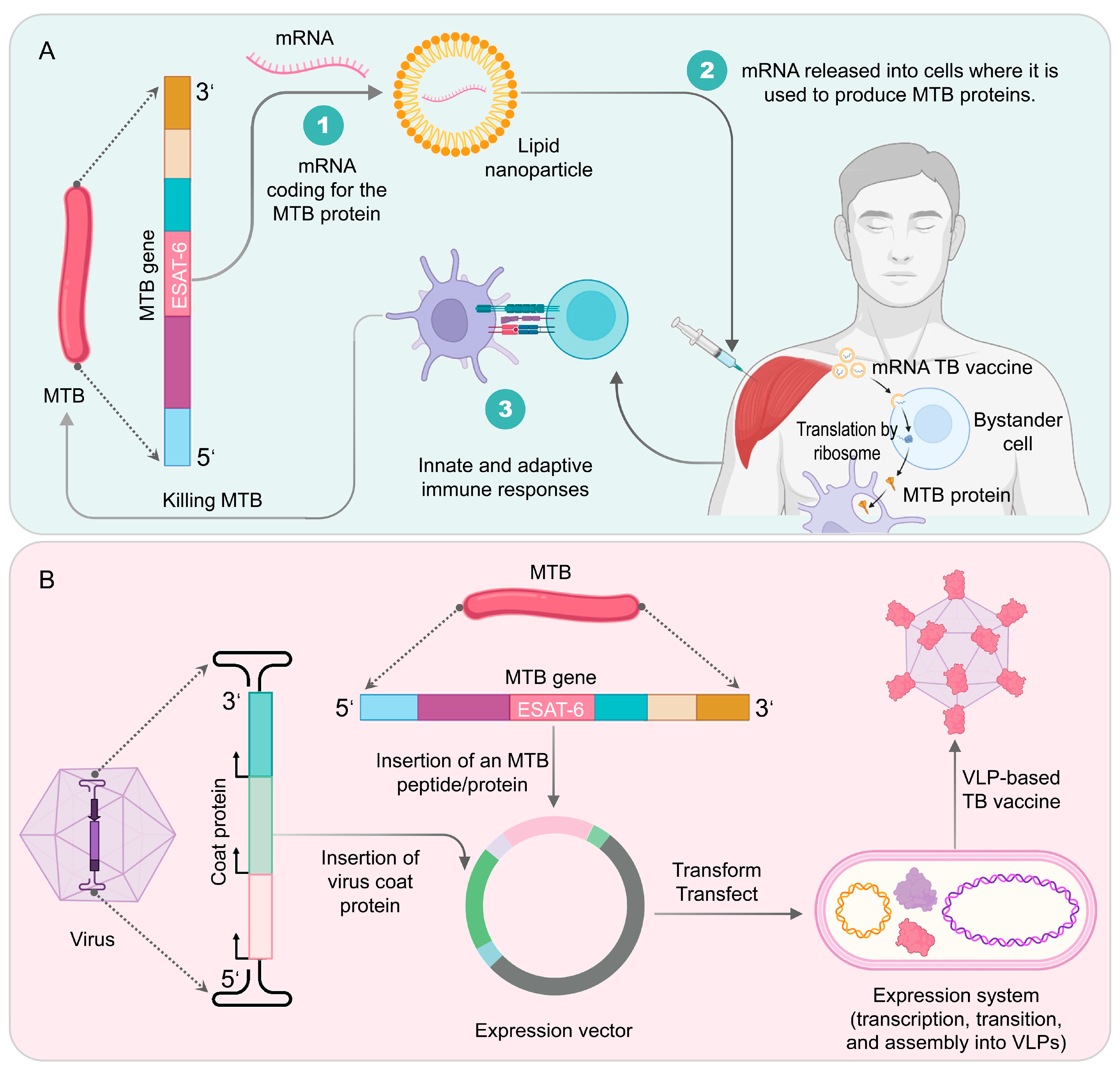 Vaccines 11 01304 g005