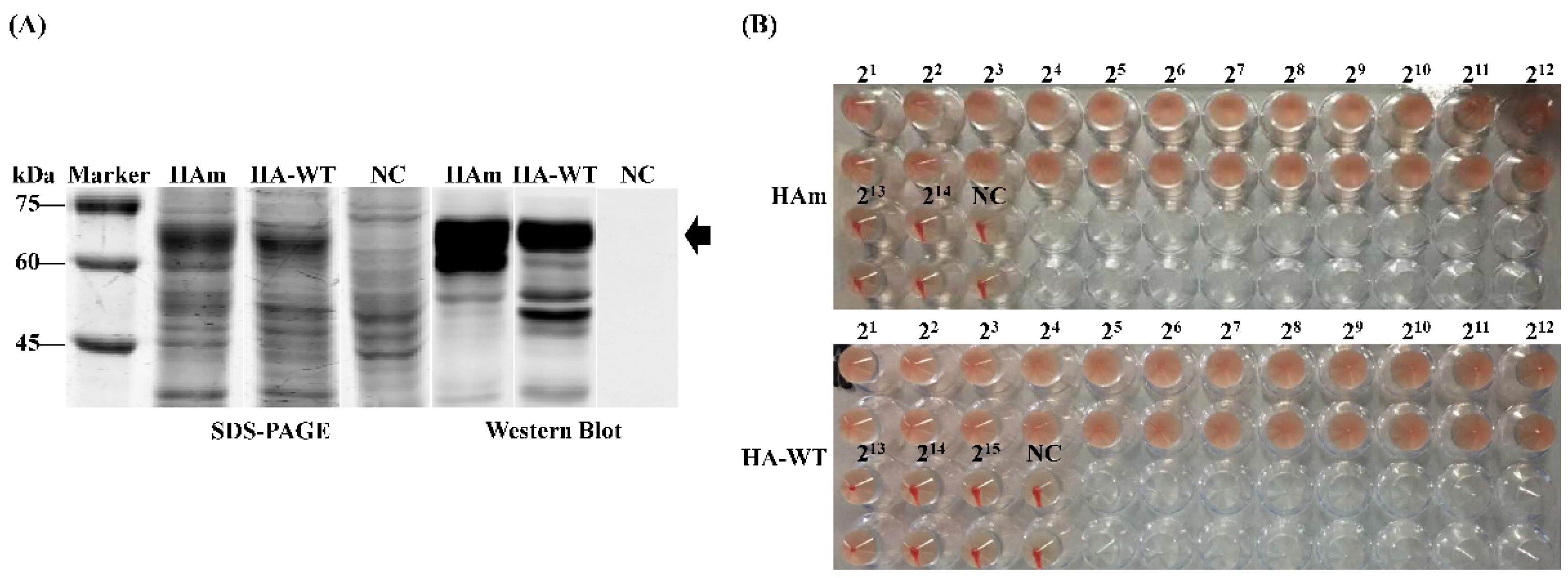 Vaccines 11 01318 g002