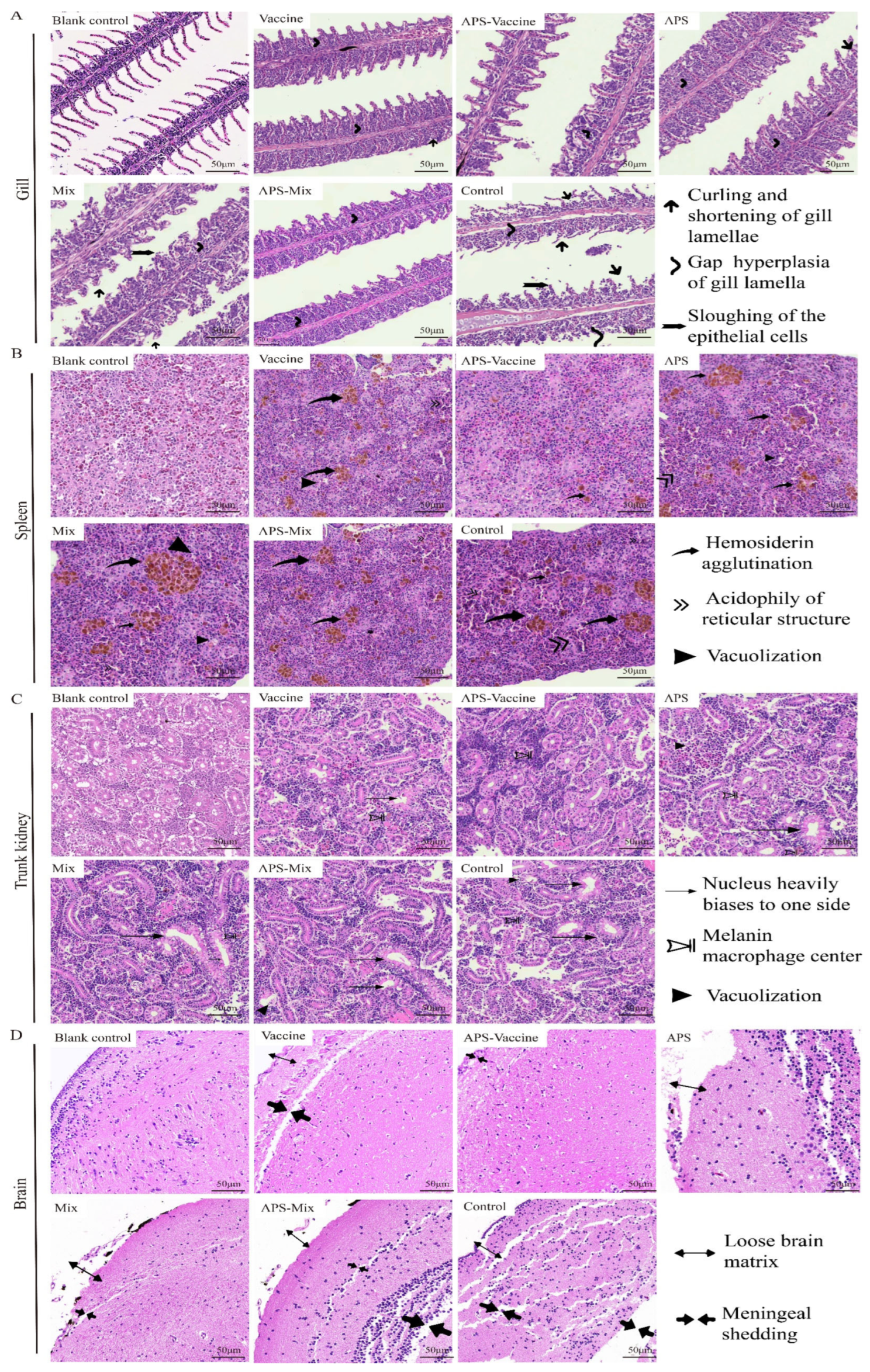 Vaccines 11 01373 g007