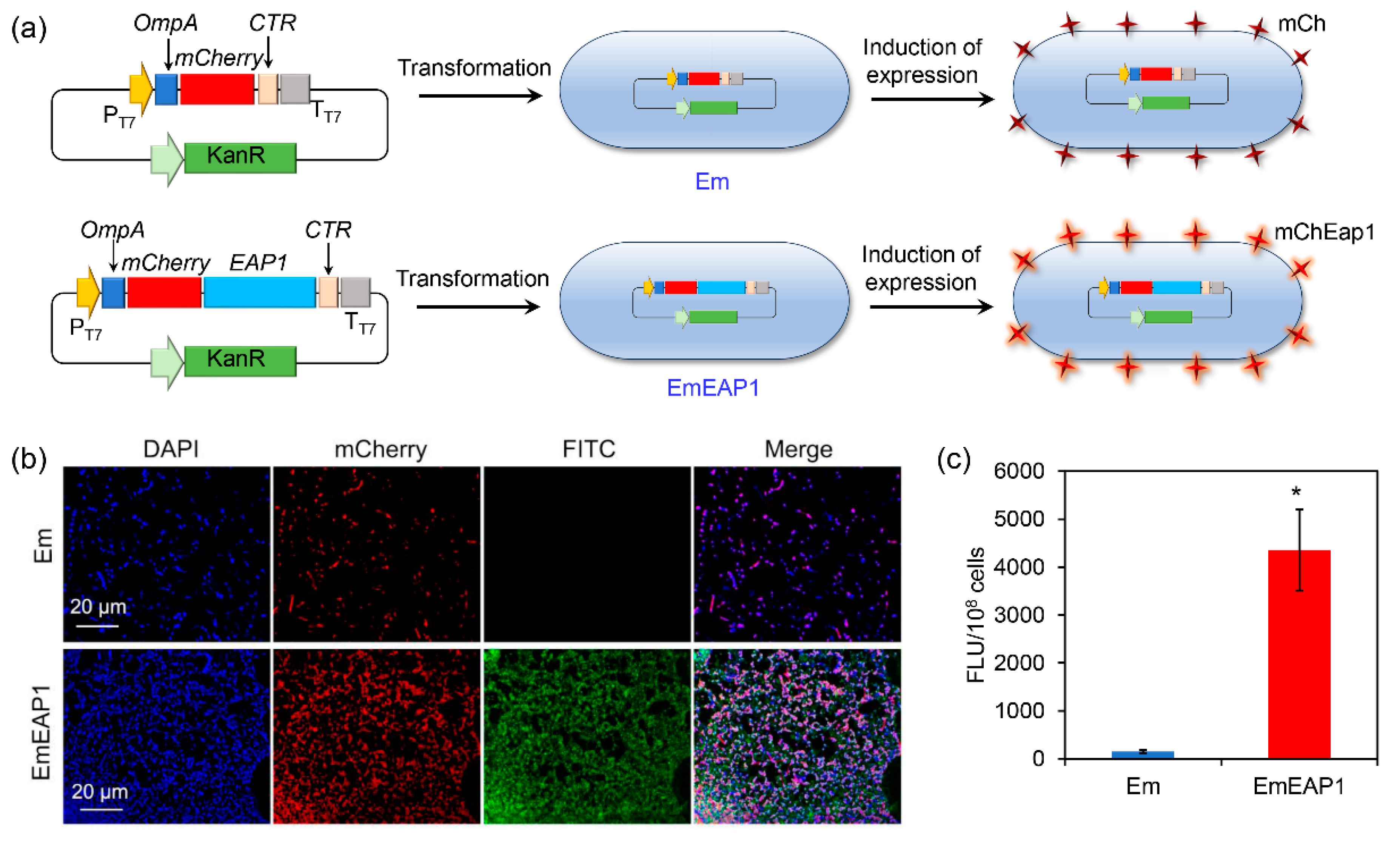 Vaccines 11 01521 g001
