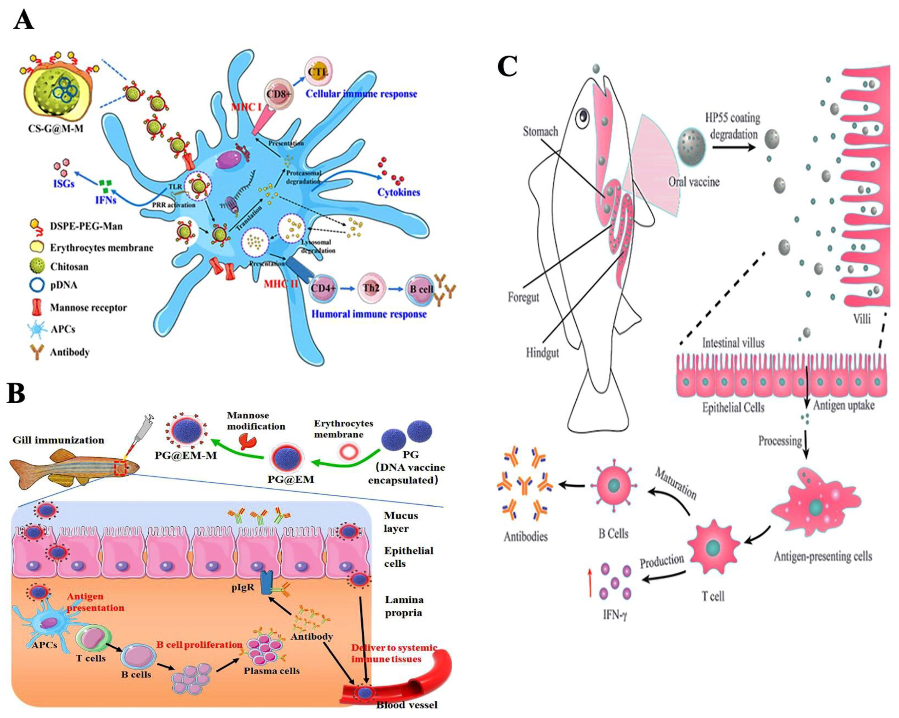 Vaccines 11 01555 g003