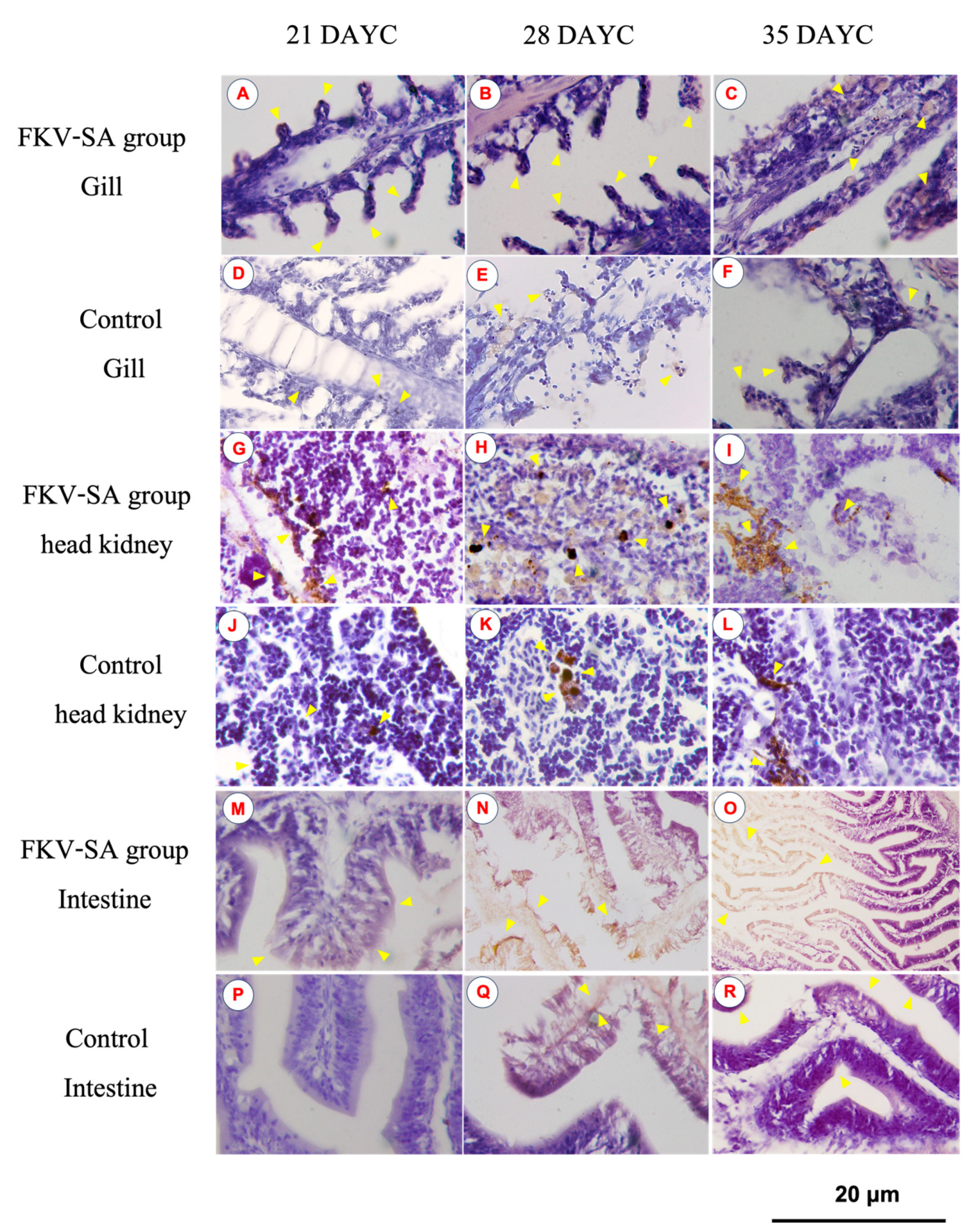 Vaccines 11 01753 g005