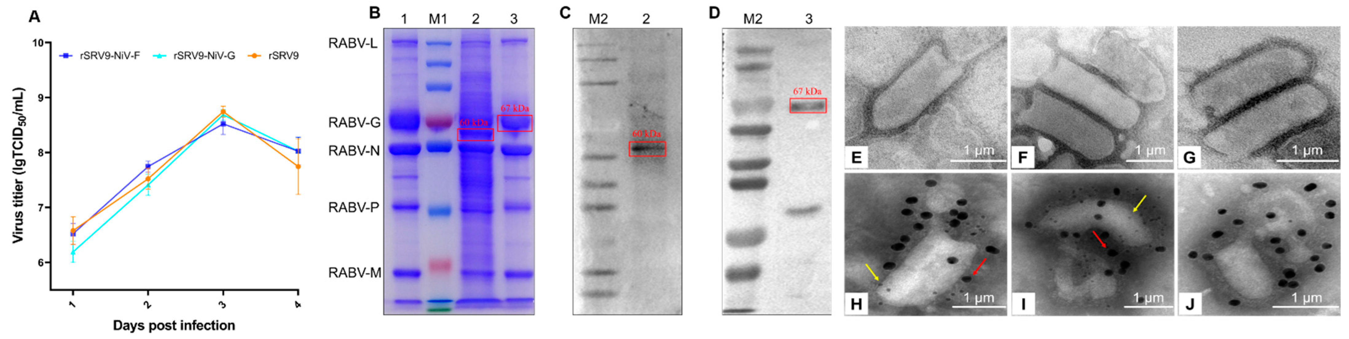 Vaccines 11 01758 g004