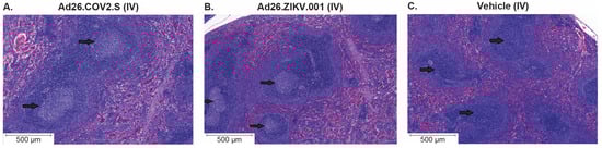 Vaccines 11 01792 g0a3