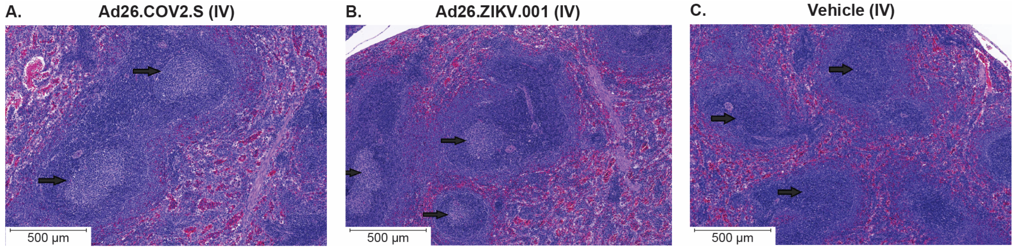 Vaccines 11 01792 g0a3
