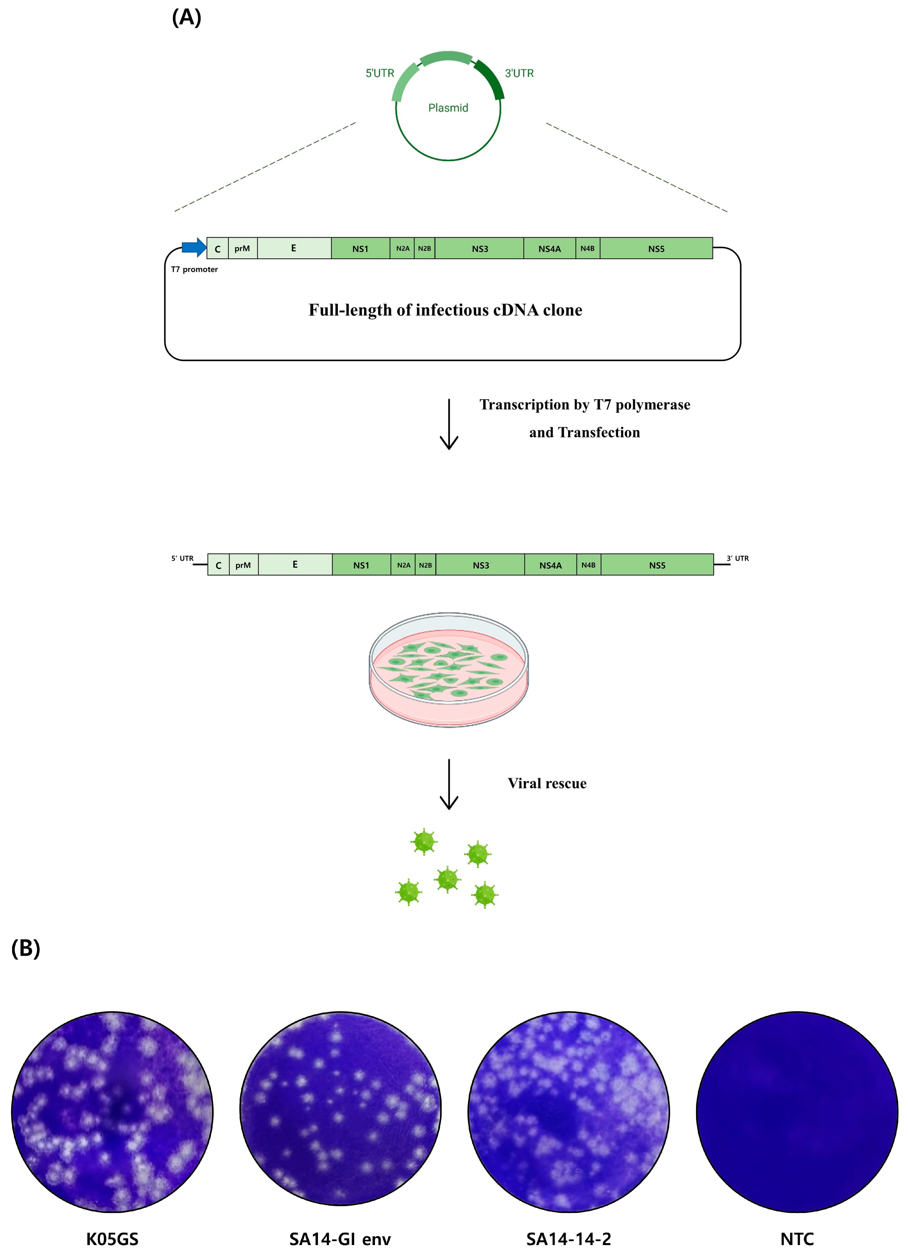 Vaccines 11 01827 g002