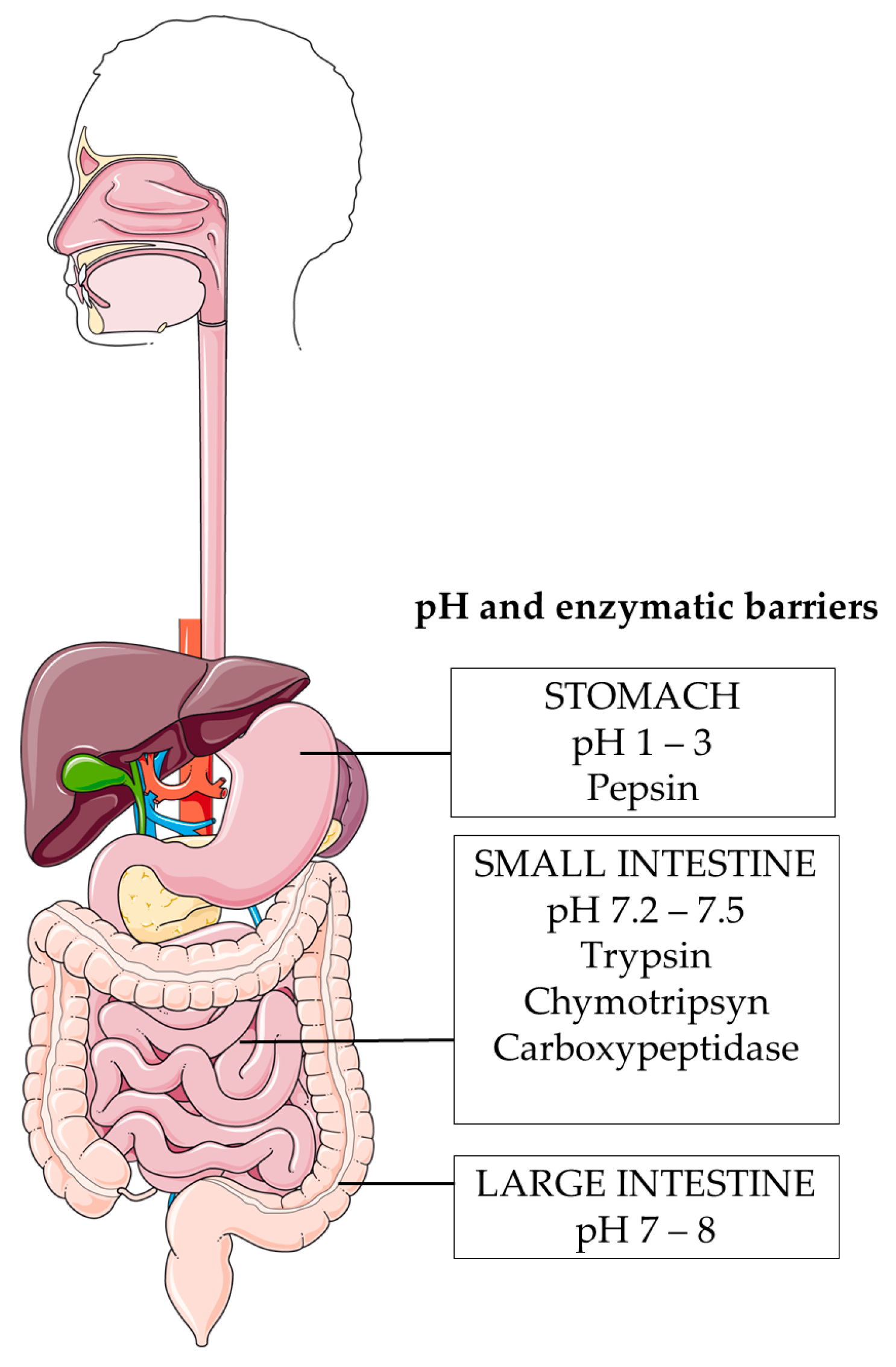 Vaccines 12 00026 g003