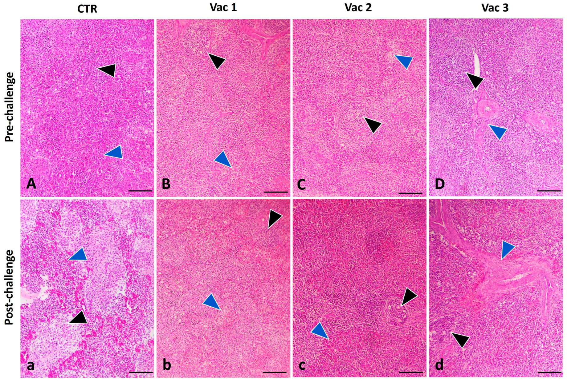 Vaccines 12 00027 g007