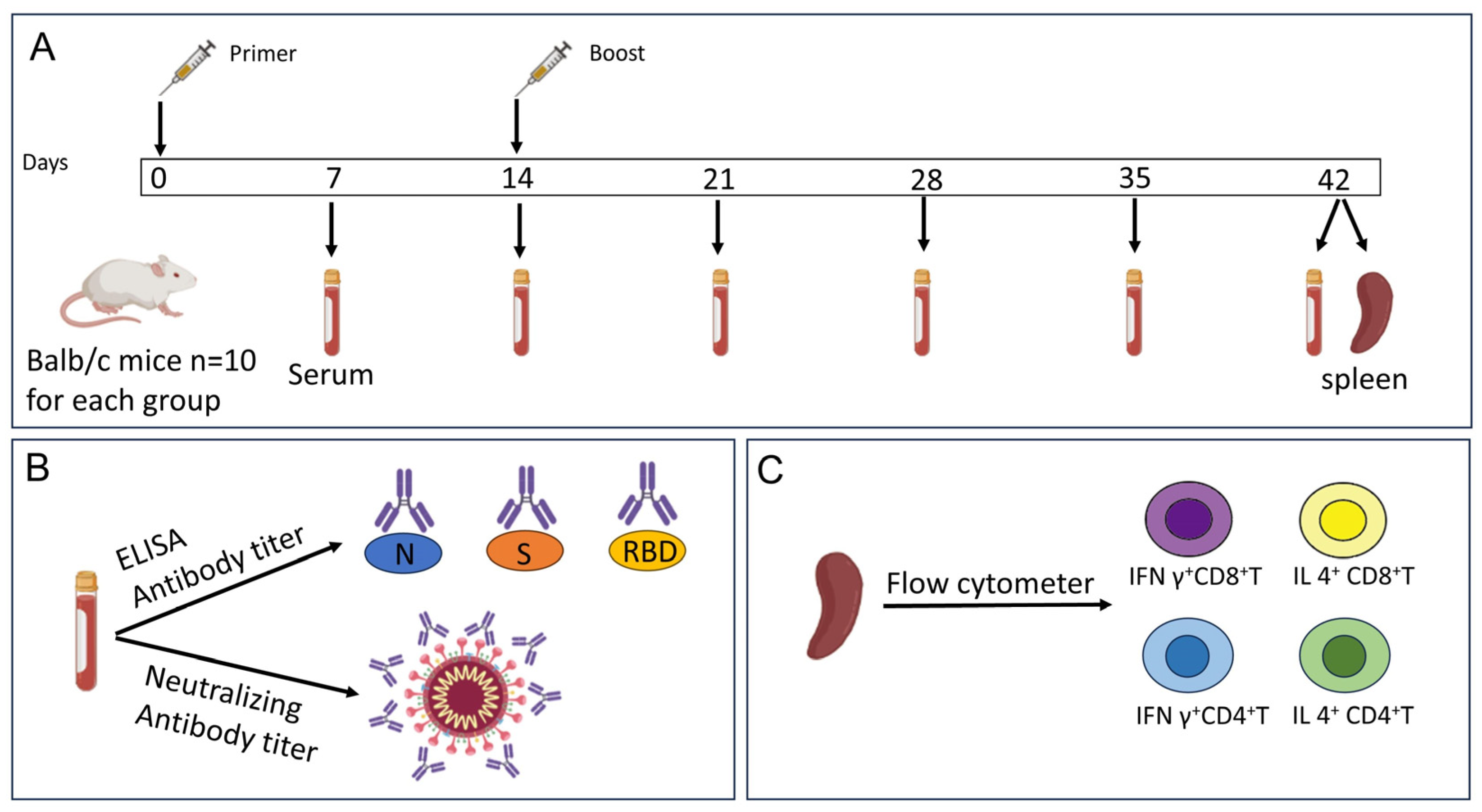 Vaccines 12 00060 g001