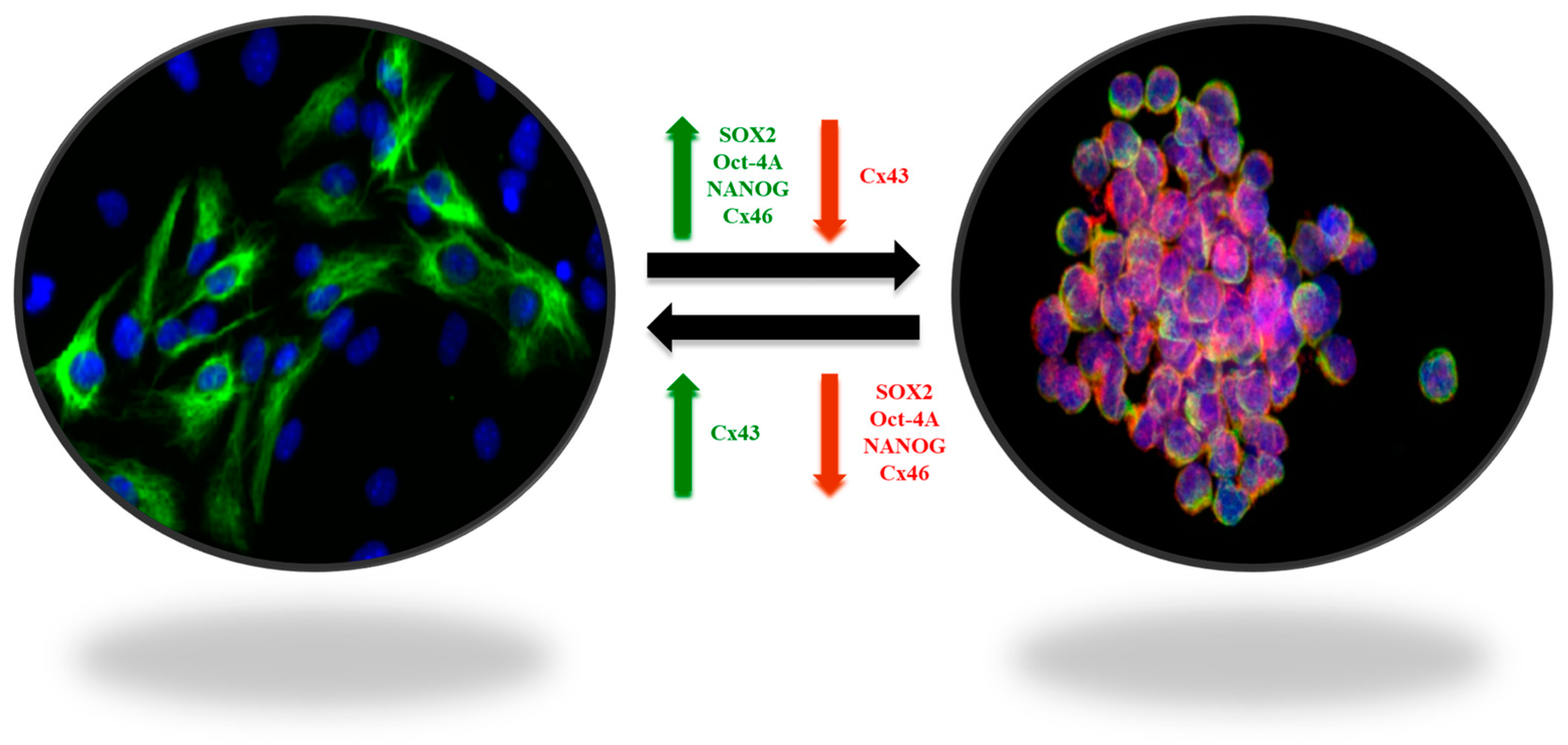 Vaccines 12 00061 g001