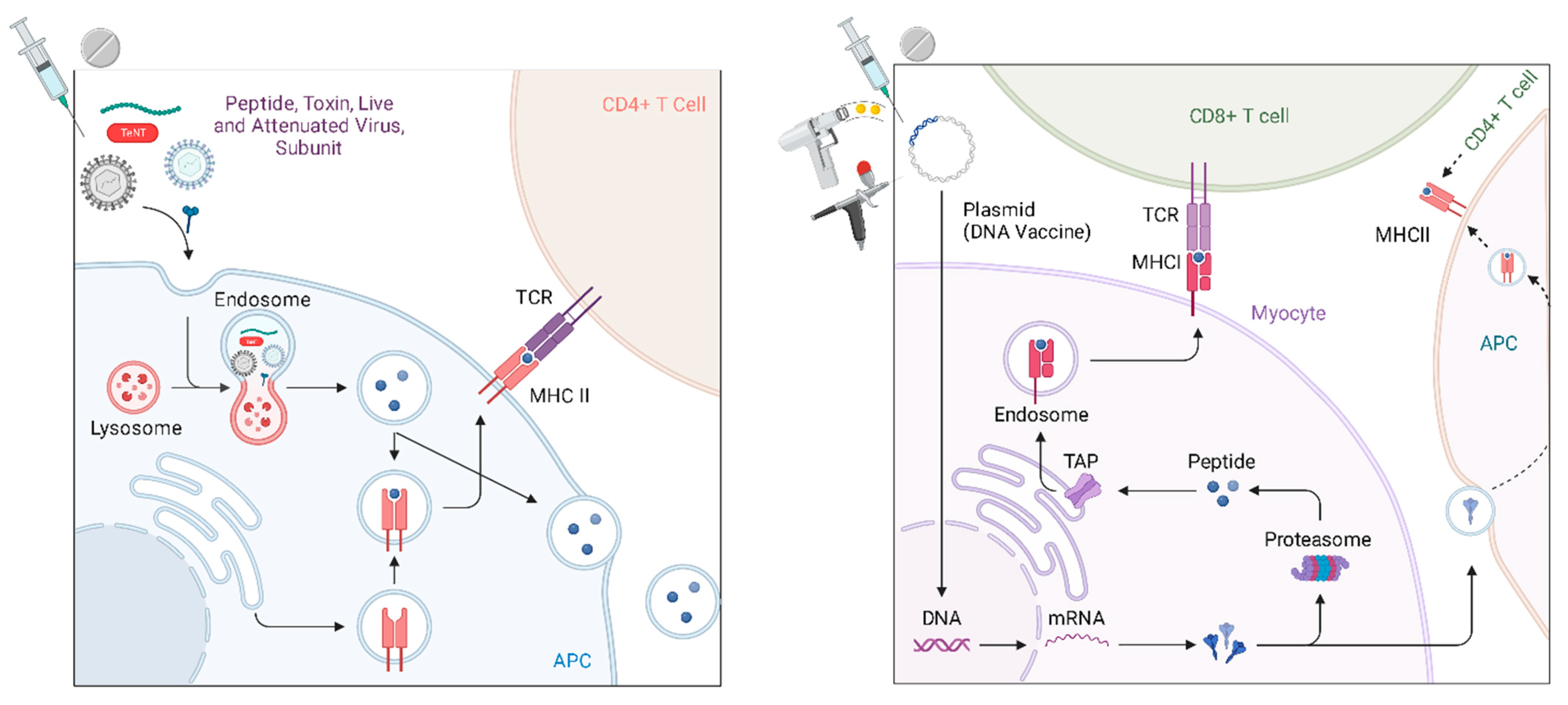 Vaccines 12 00071 g002