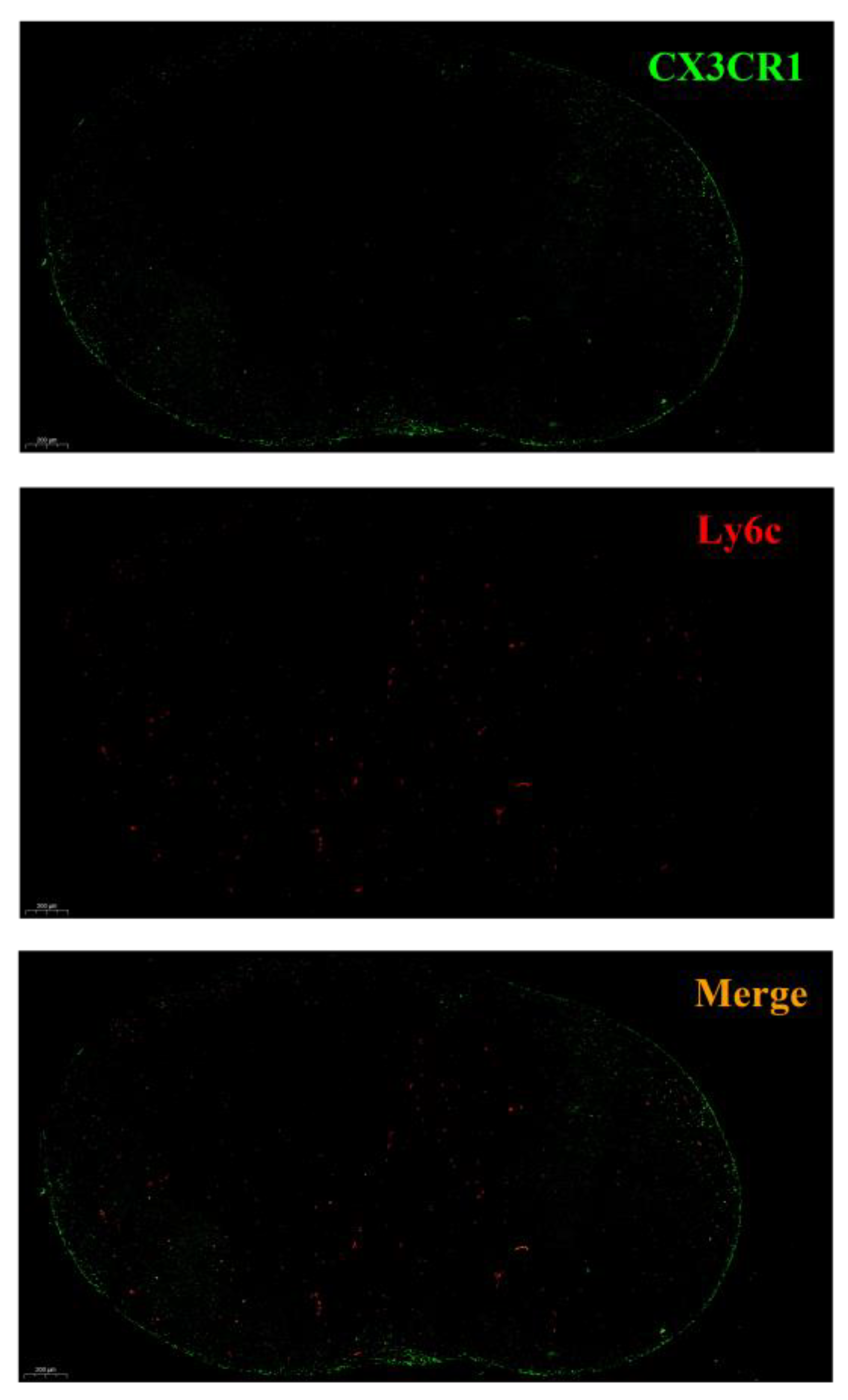 Vaccines 12 00086 g002