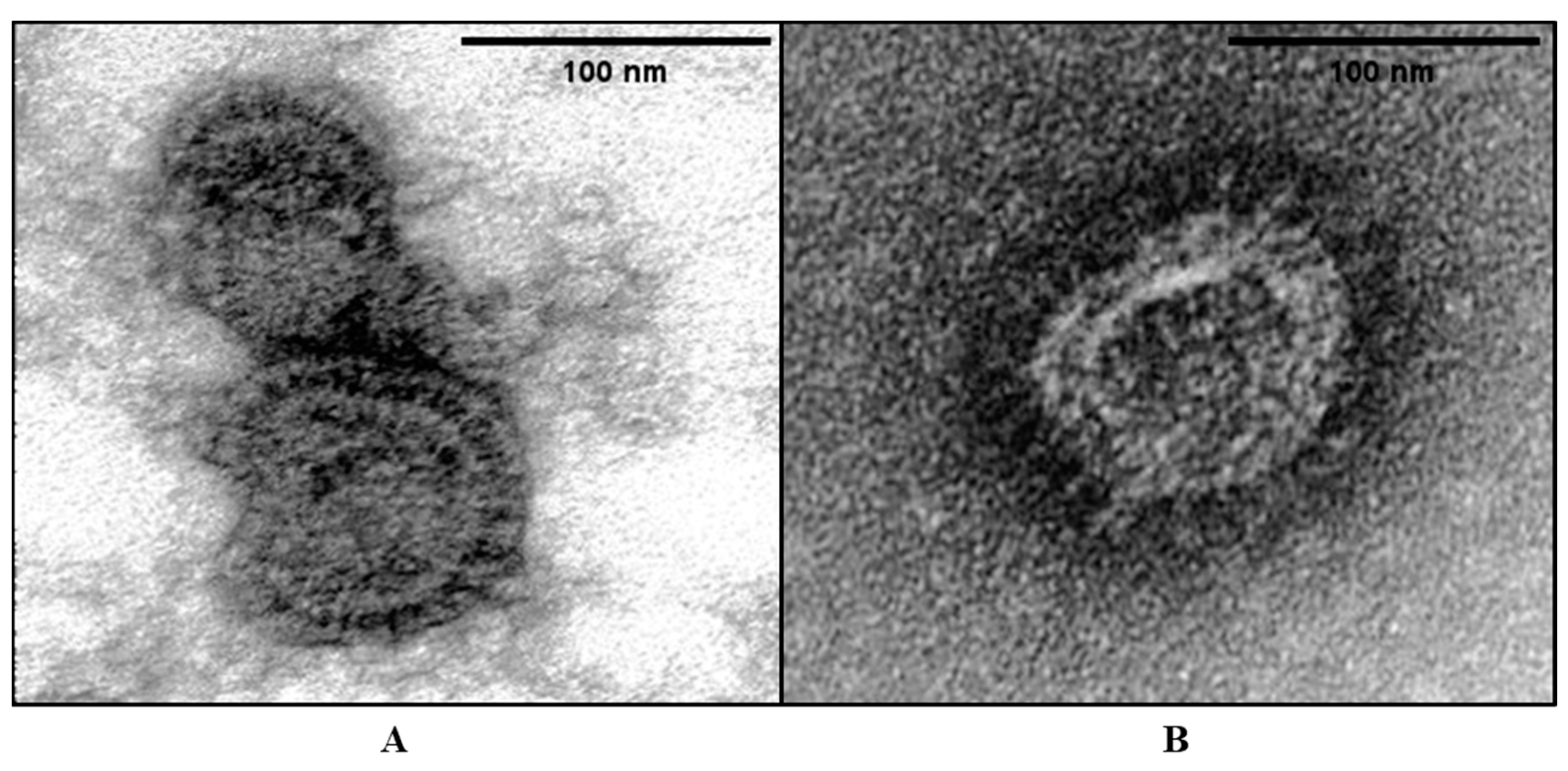 Vaccines 12 00106 g003
